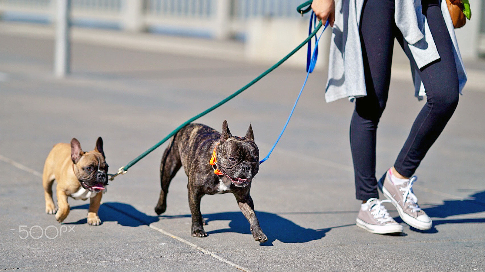 Sony a7S II + Sony FE 85mm F1.4 GM sample photo. Take your time photography