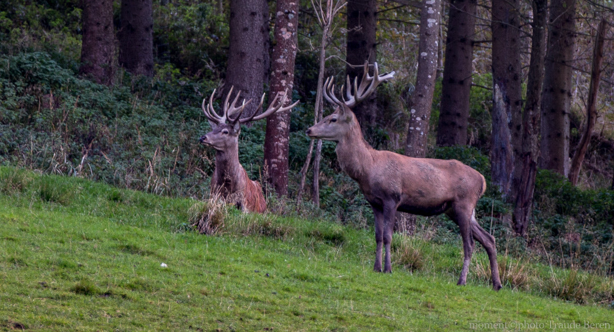 Canon EOS 6D + Canon EF 70-200mm F2.8L IS II USM sample photo. Naturschönheit photography