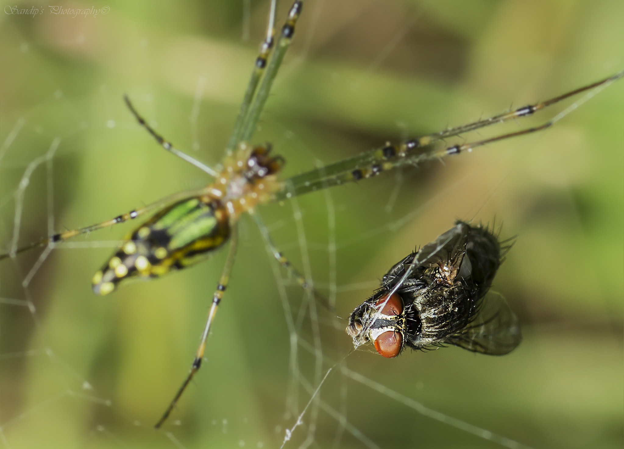 Canon EOS 600D (Rebel EOS T3i / EOS Kiss X5) + Tamron SP AF 90mm F2.8 Di Macro sample photo. The story of life and death...... photography