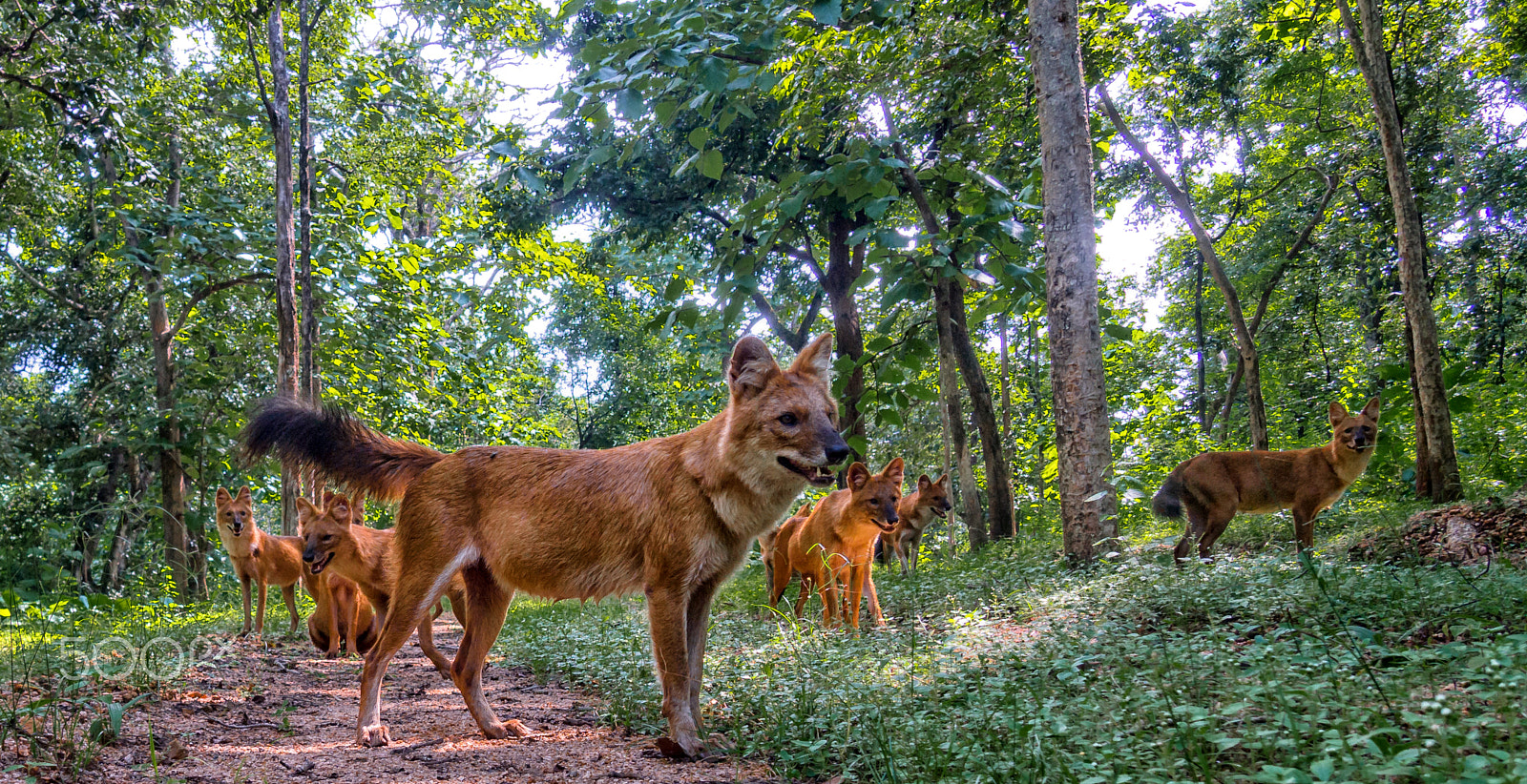Olympus PEN E-PL3 sample photo. Indian wild dog or dhole photography