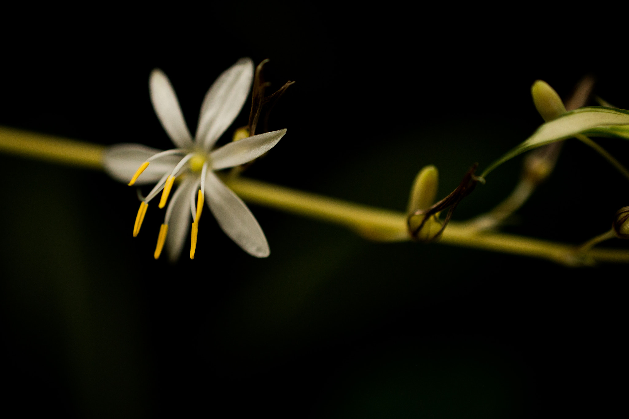 Nikon AF-S DX Micro Nikkor 40mm F2.8 sample photo