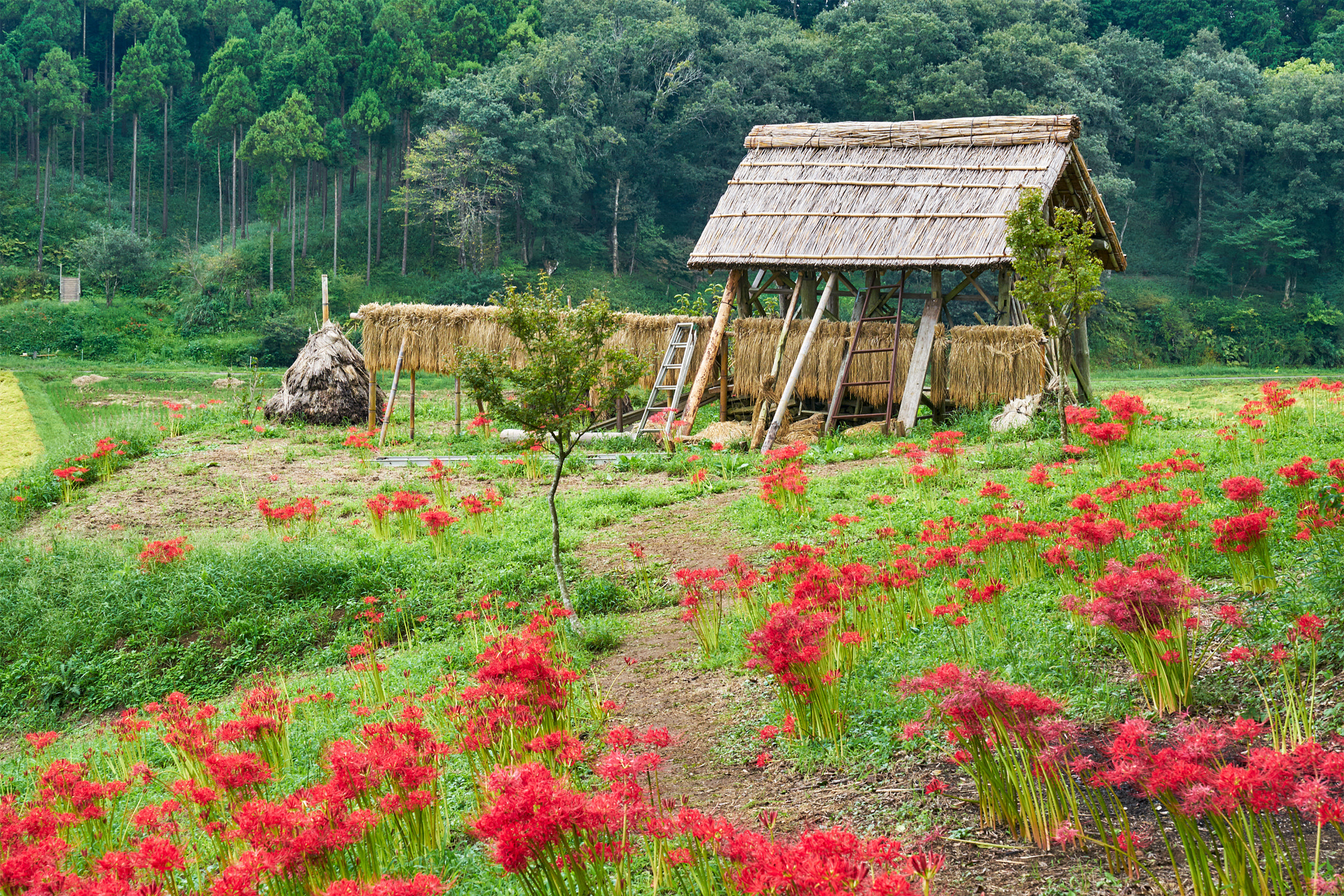 Sony a7 II + Sony FE 24-70mm F2.8 GM sample photo. Rice field in autumn holidays photography