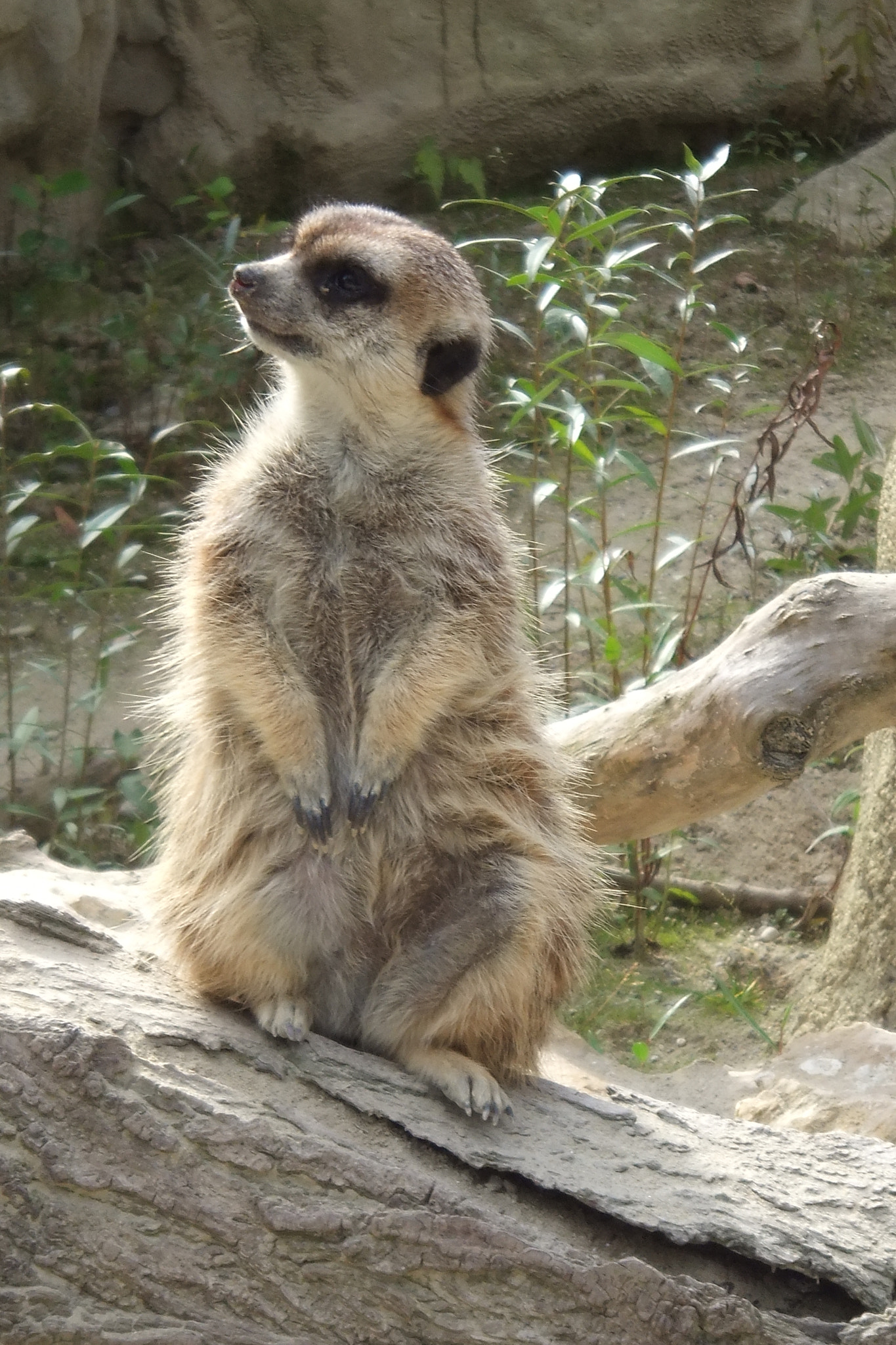 Fujifilm FinePix Real 3D W3 sample photo. Cute meerkat photography