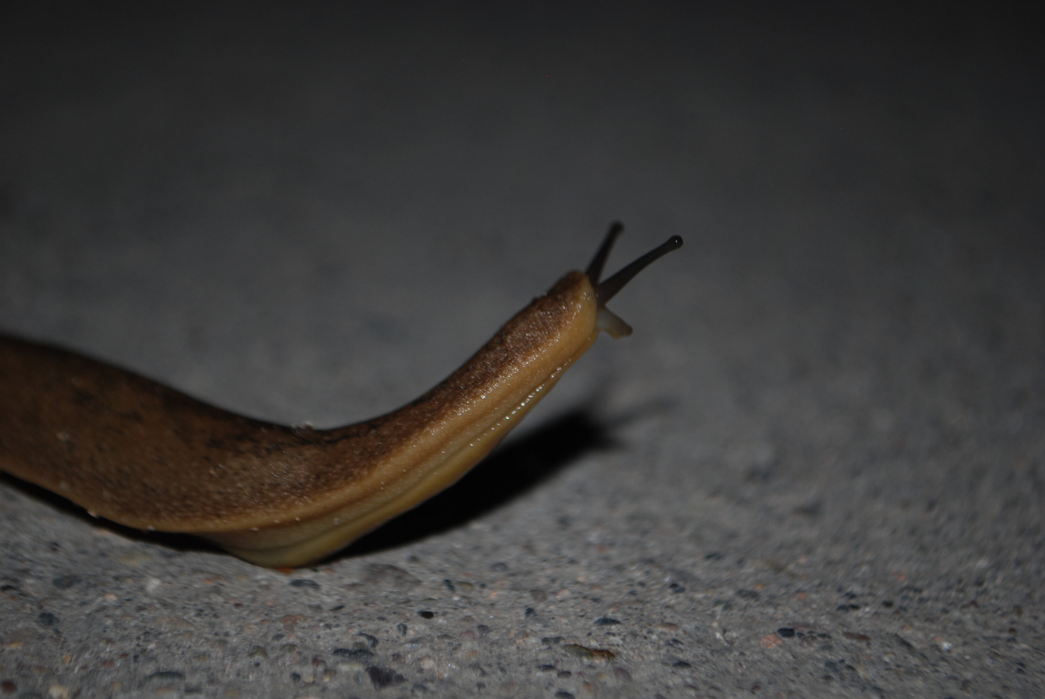 Nikon D40X sample photo