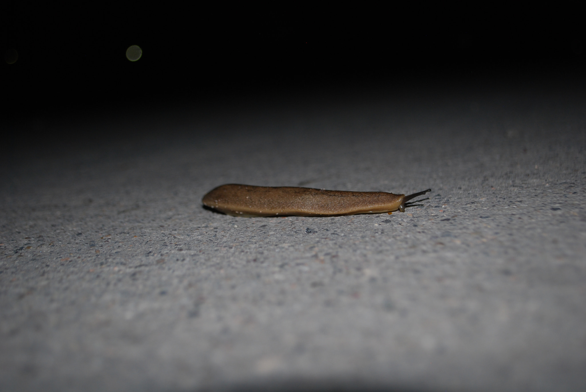 Nikon D40X sample photo