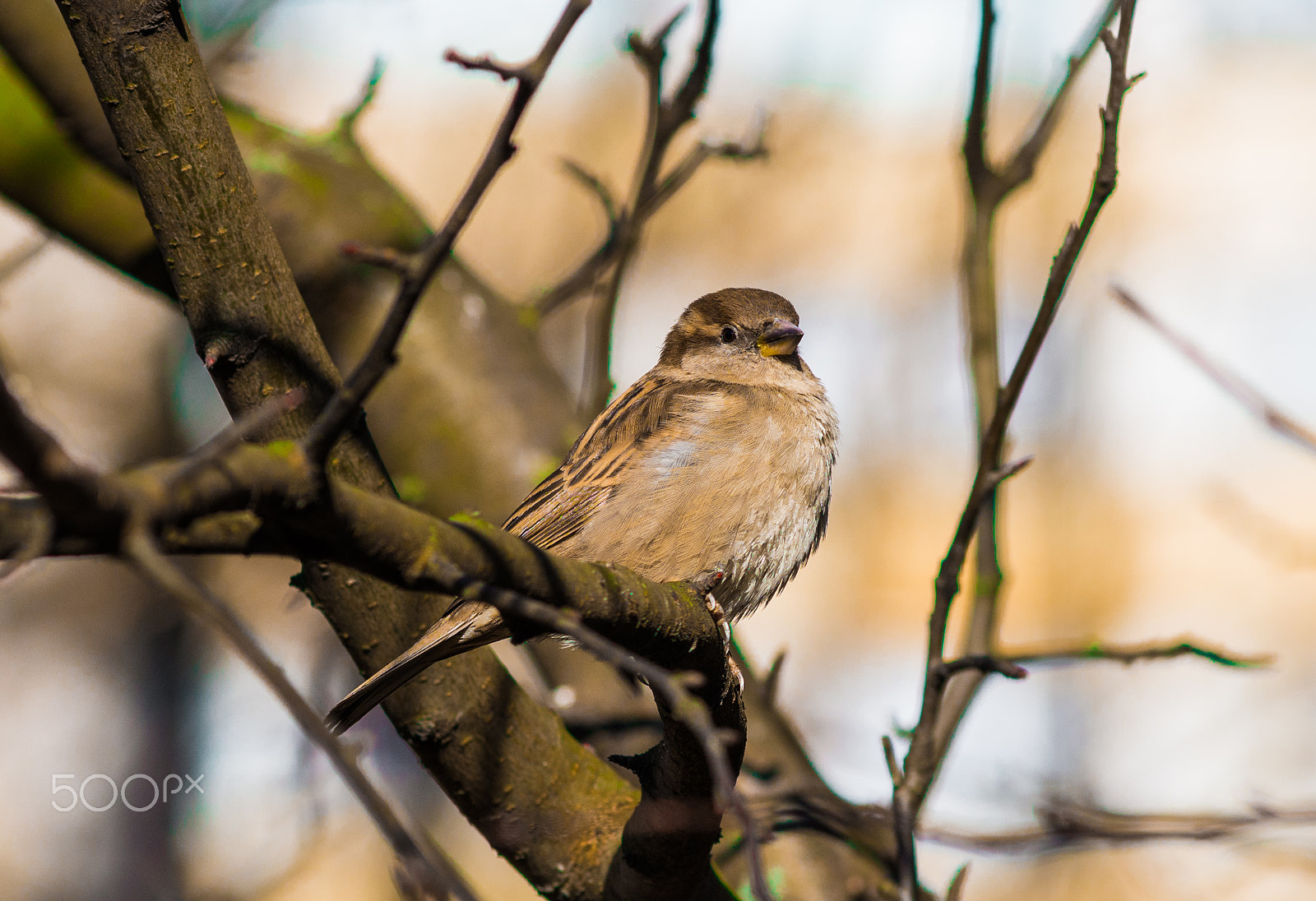 Nikon AF-Nikkor 80-200mm F2.8D ED sample photo. Sparrow photography