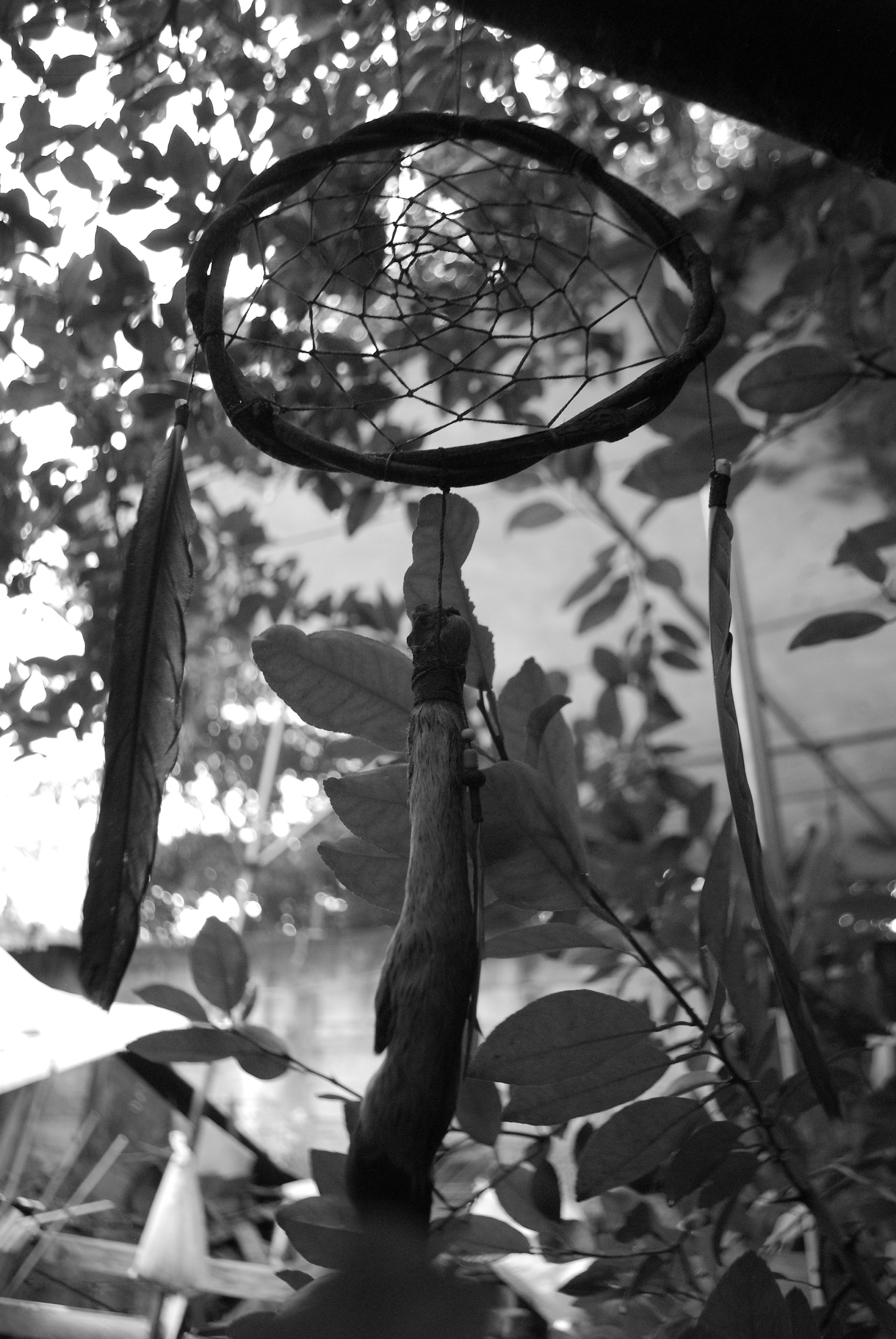 Nikon D40X sample photo