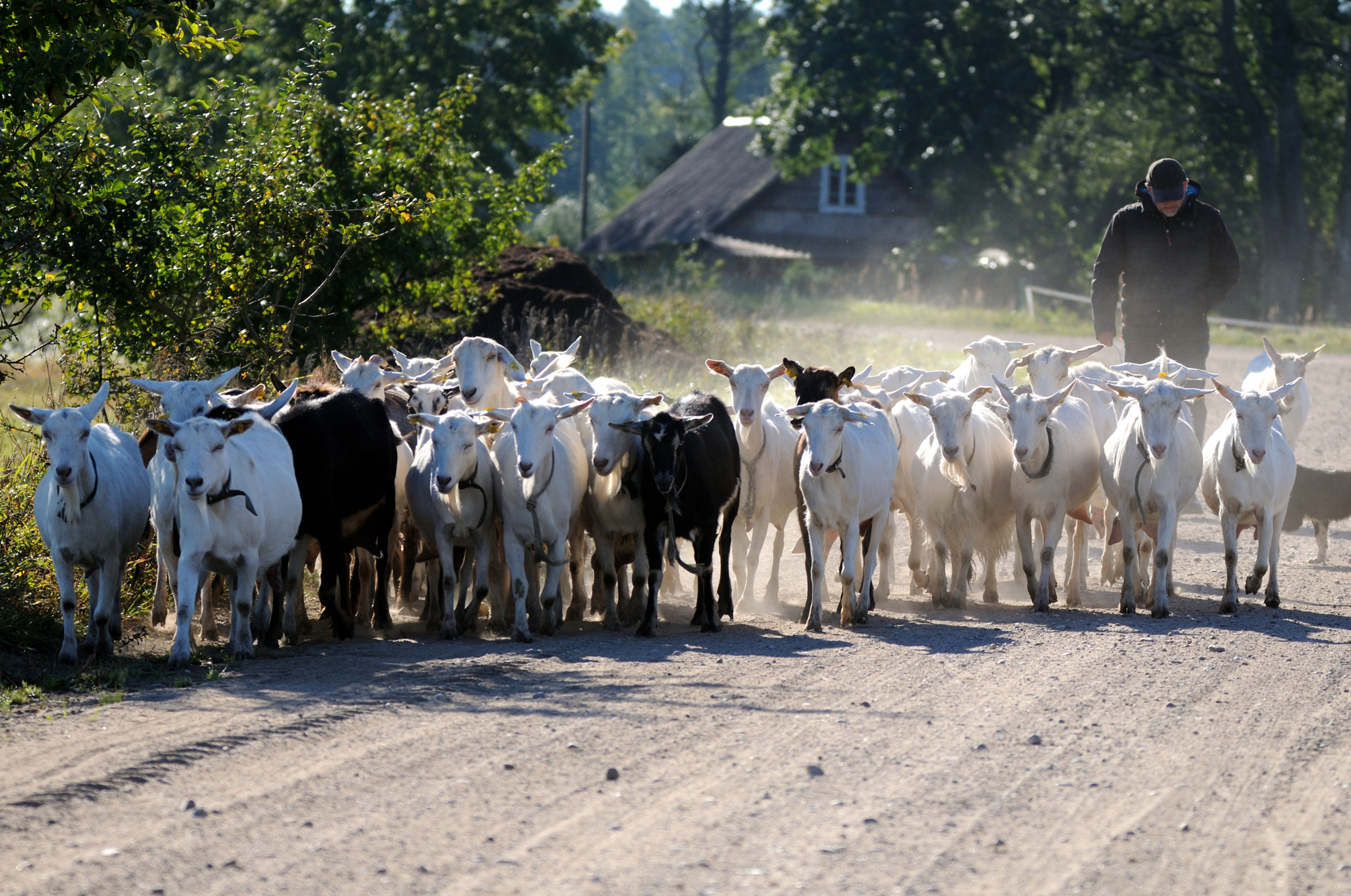 Nikon D300 sample photo. Lithuanian goats photography