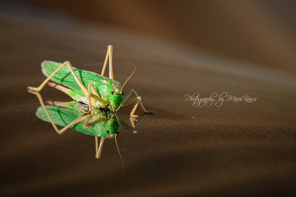 Nikon D610 + Nikon AF-S Nikkor 300mm F4D ED-IF sample photo. Jumper photography