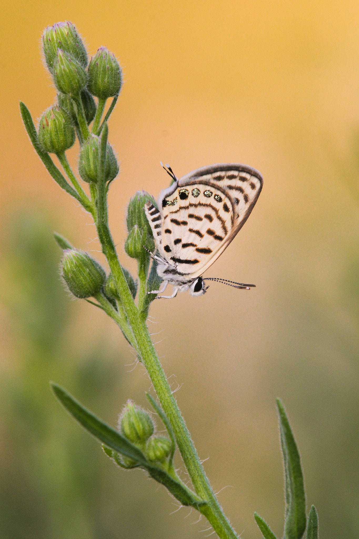 Tamron SP AF 180mm F3.5 Di LD (IF) Macro sample photo. Tarucus balkanicus photography