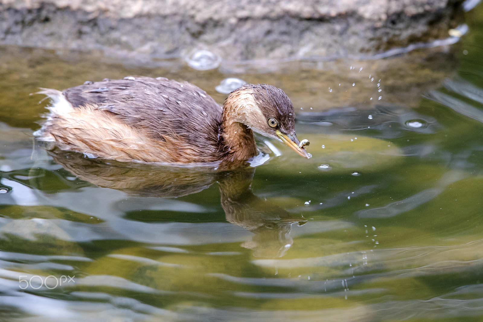 Canon EF 500mm F4L IS II USM sample photo. Little grebe (tachybaptus ruficollis) catched a fish photography