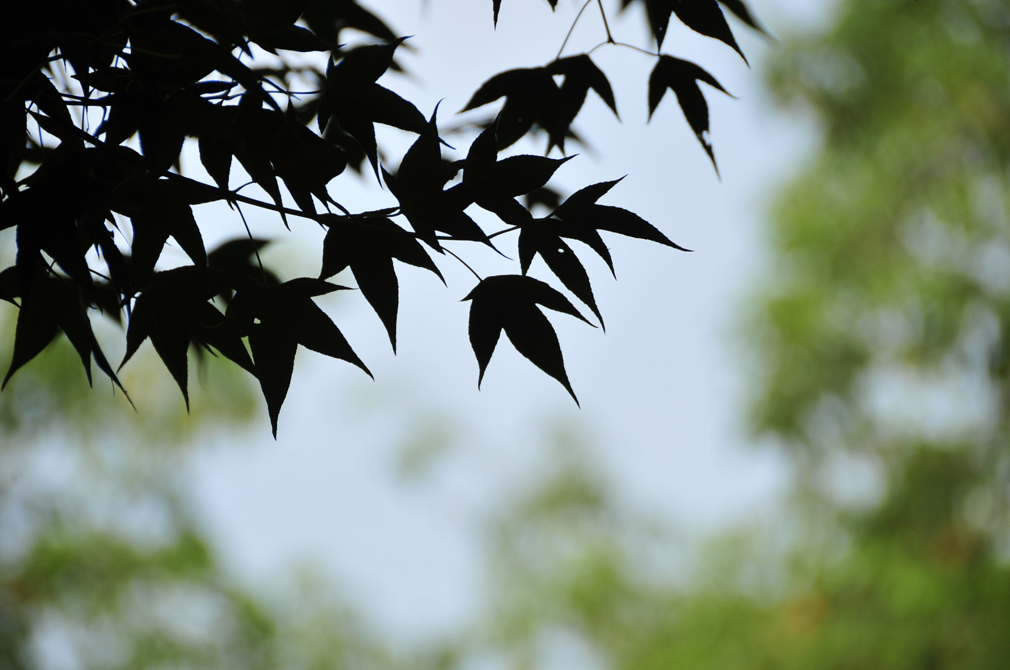 Nikon D3 sample photo. .. photography