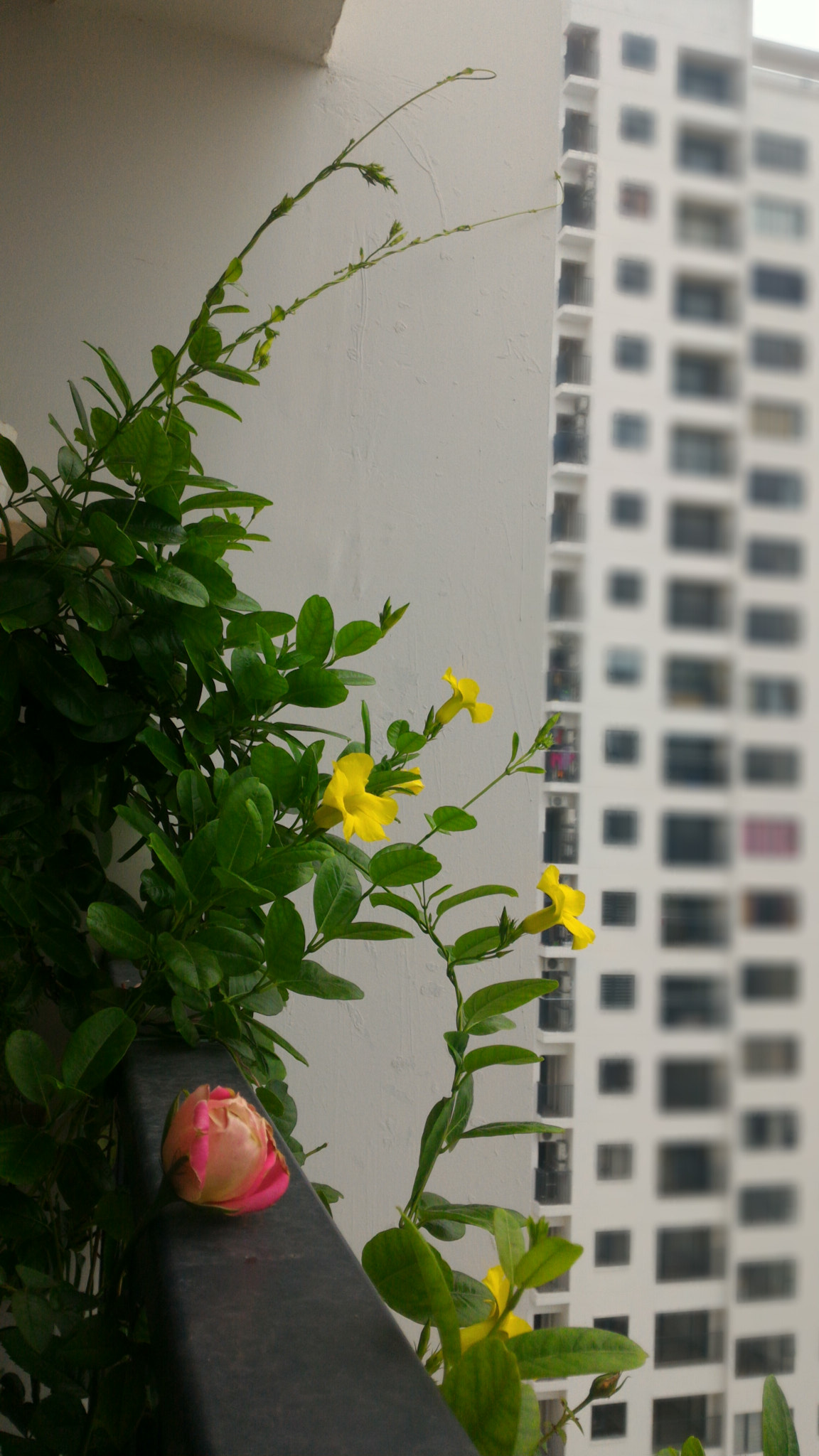ASUS Z008D sample photo. Flower in balcony photography
