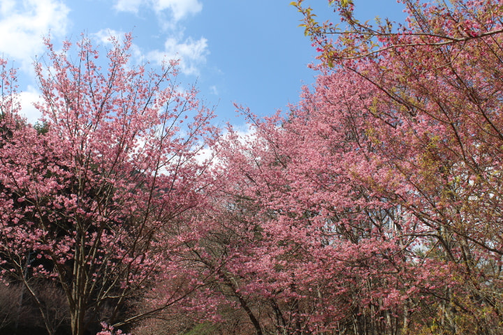 Canon EOS M + Canon EF-S 18-55mm F3.5-5.6 IS II sample photo. Cherry blossoms photography