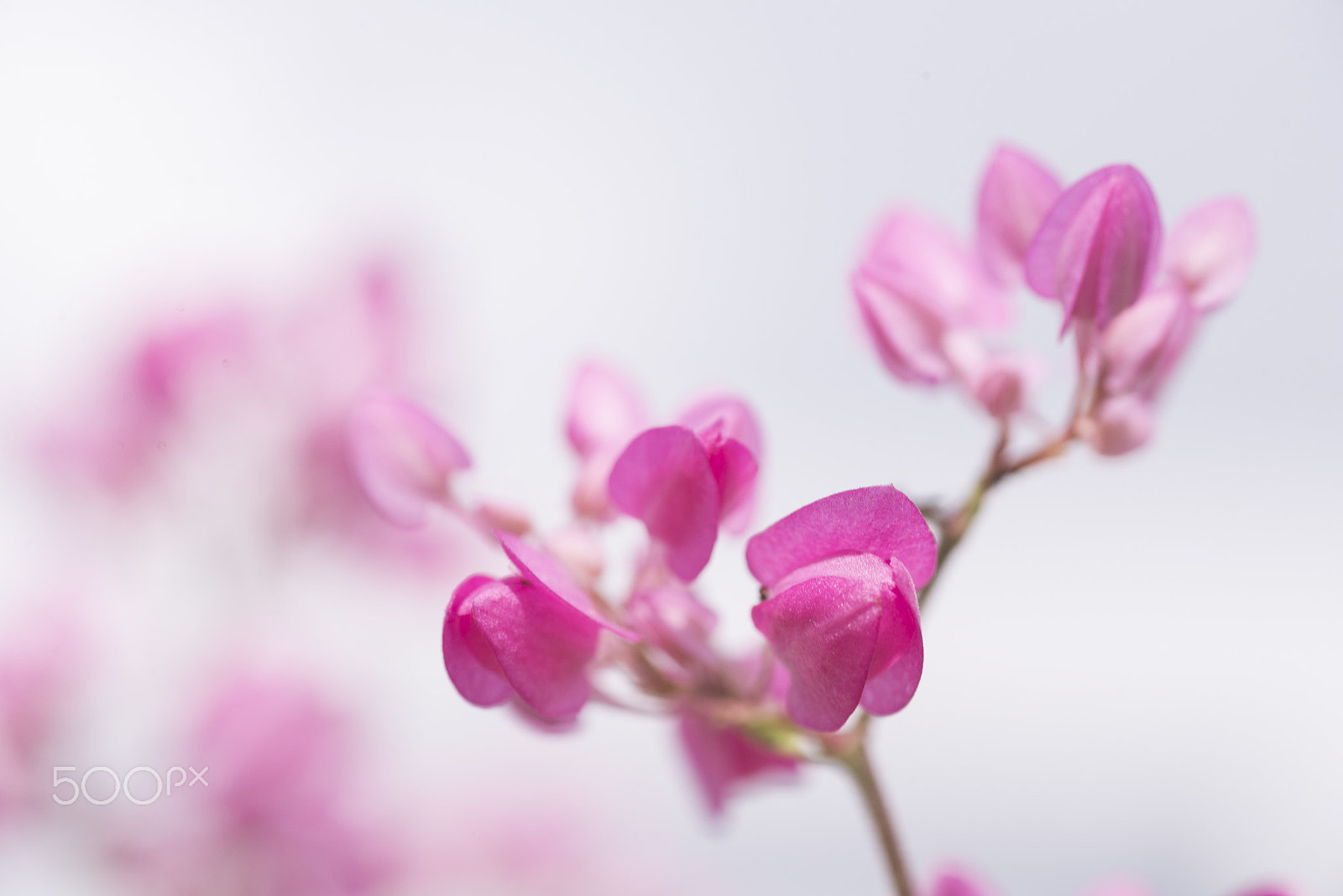 Nikon D610 sample photo. Pinky flowers photography