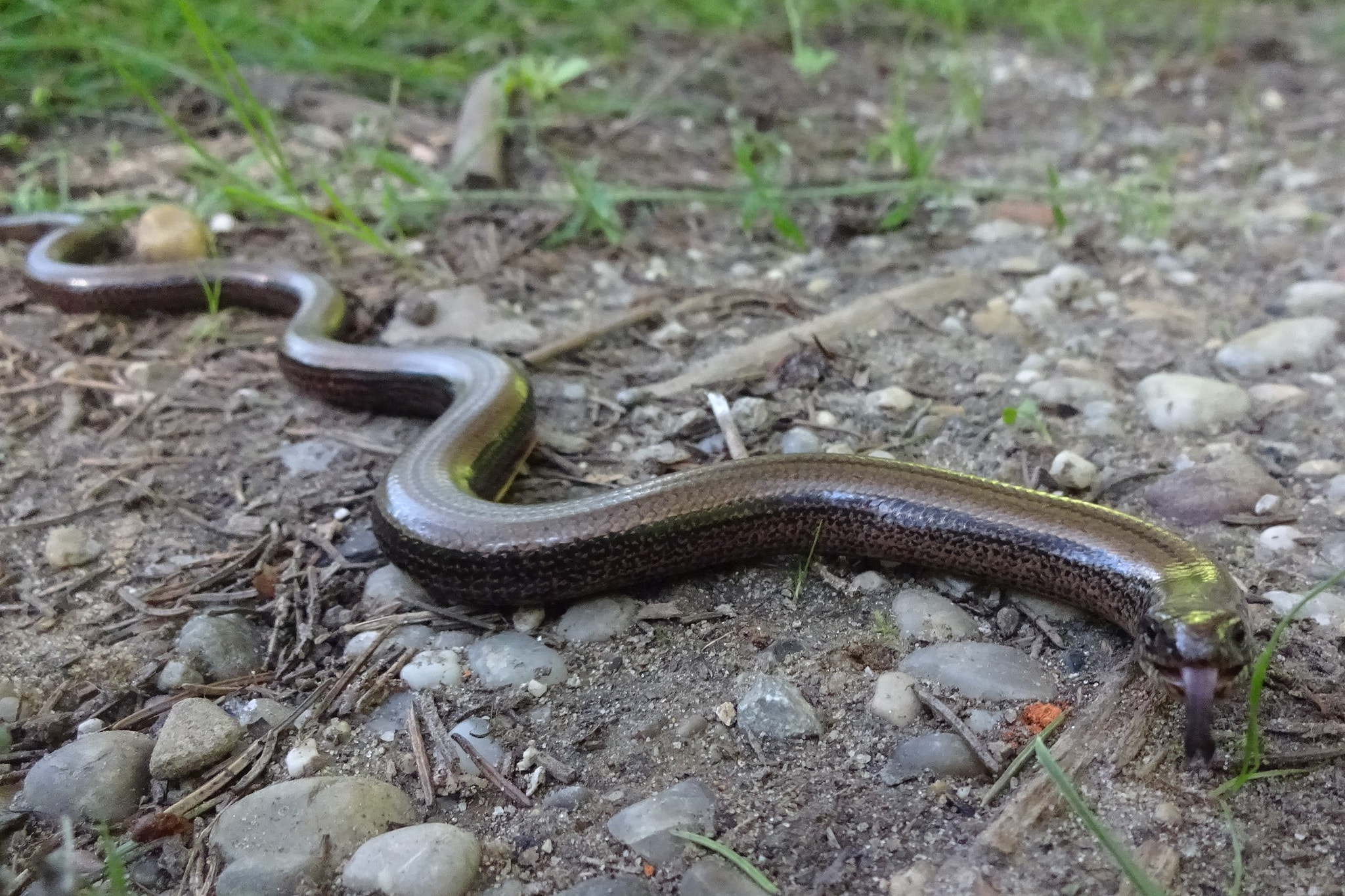 Sony Cyber-shot DSC-WX220 sample photo. Meeting a snake photography