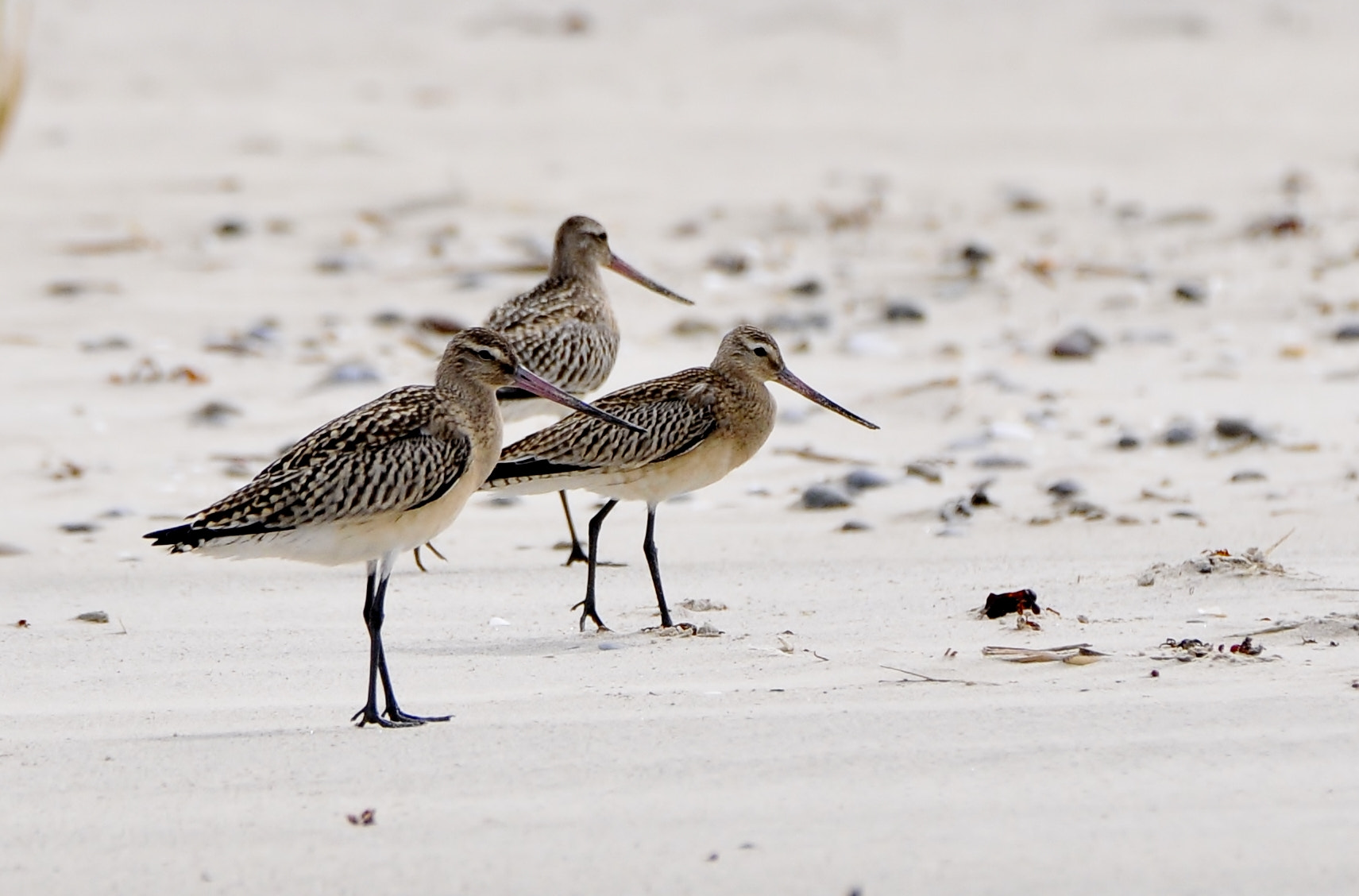 Nikon D300 sample photo. Laplandinis griciukas  bar-tailed godwit limosa lapponica photography