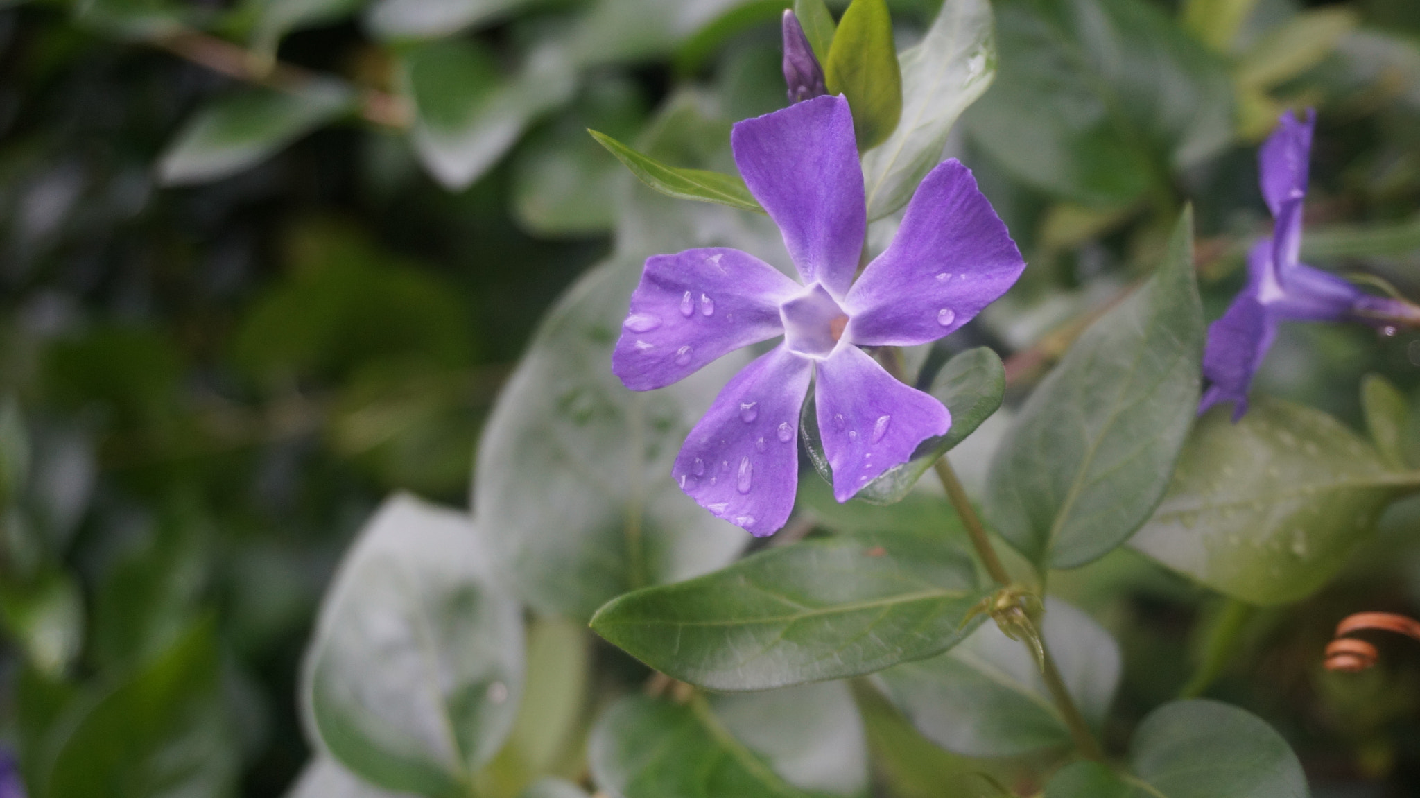 Sony Alpha NEX-5R sample photo. Violet flower photography