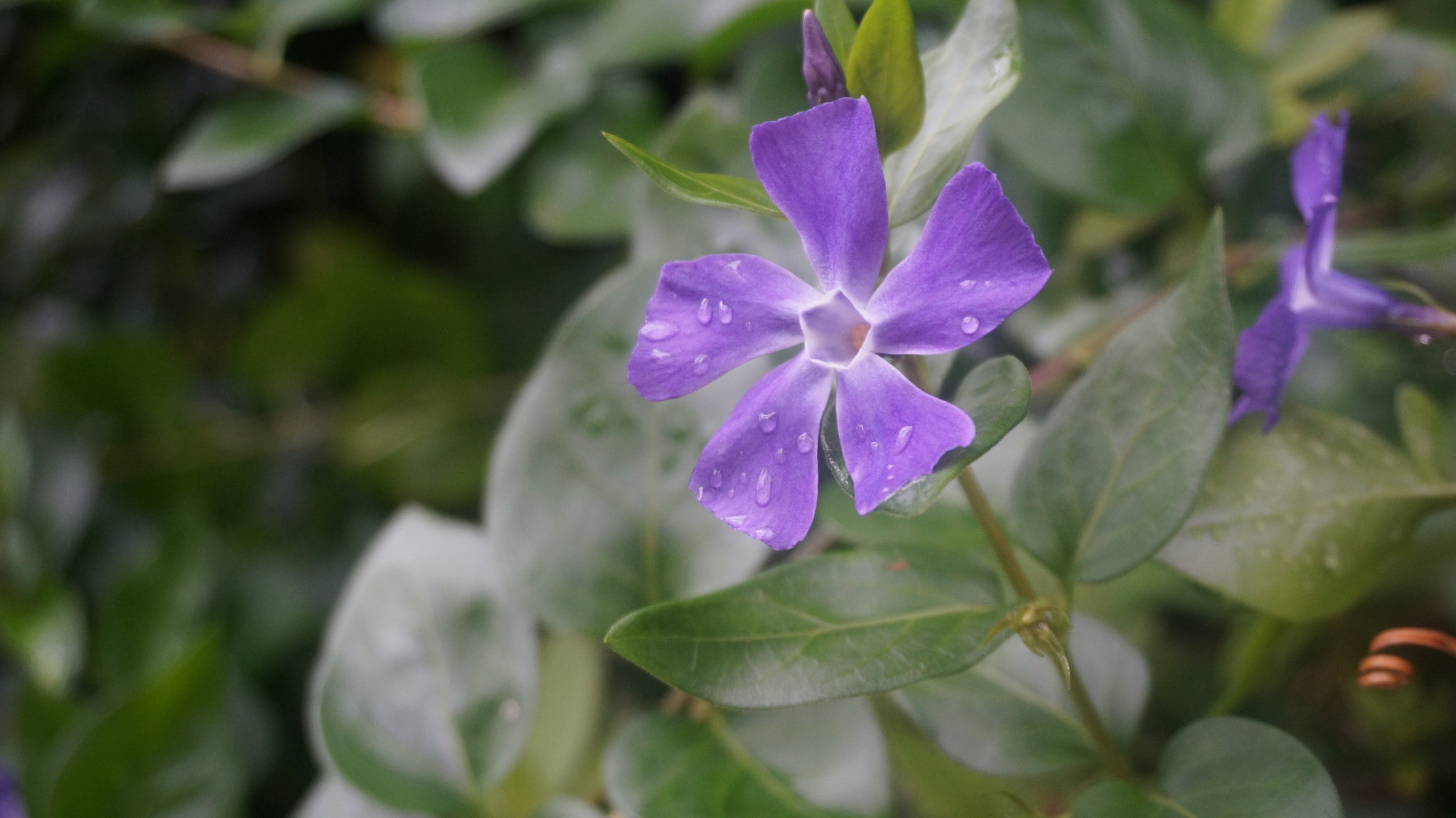 Sony Alpha NEX-5R + Sony E 18-50mm F4-5.6 sample photo. Violet flower photography