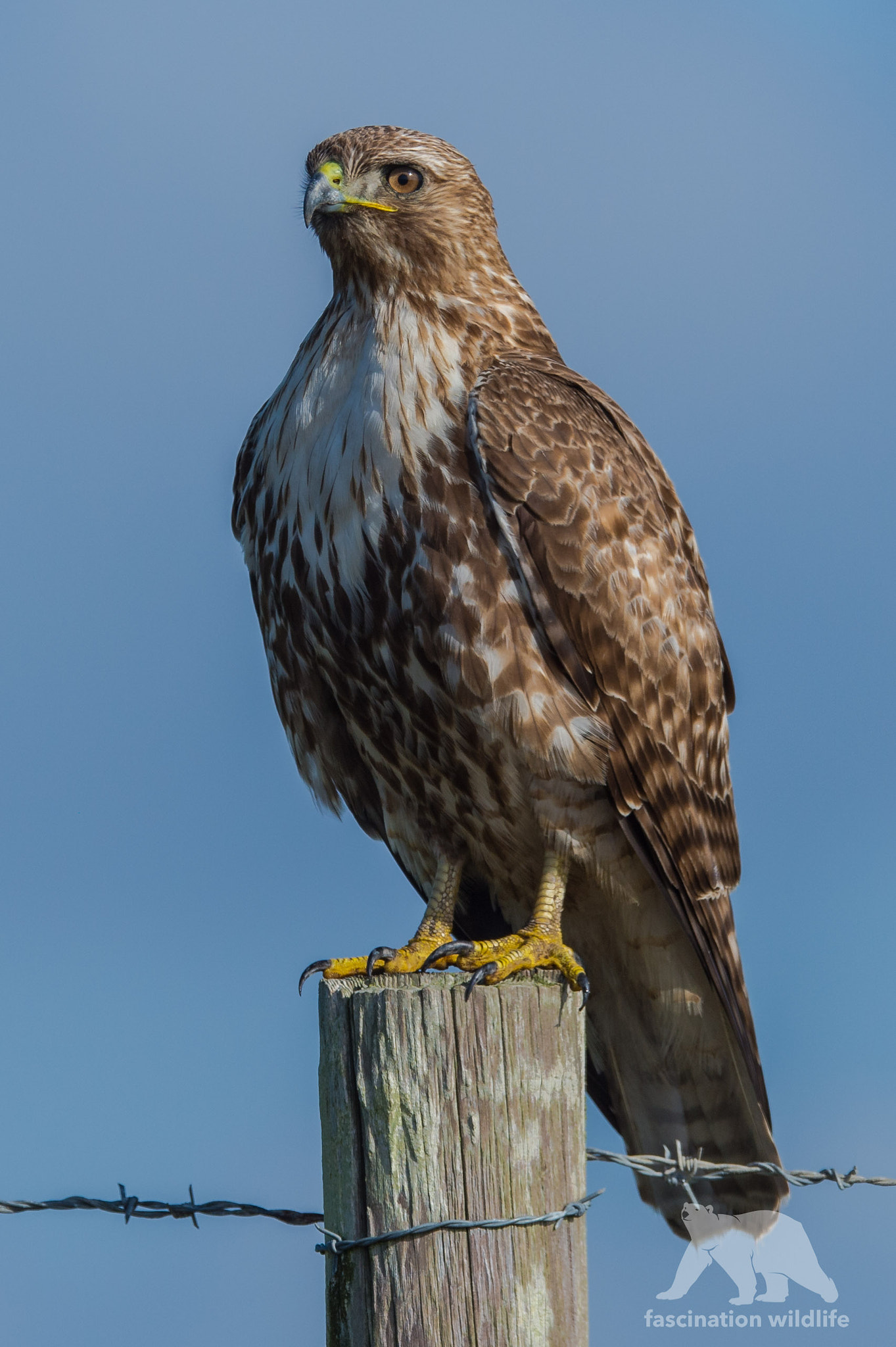 Sigma 150-600mm F5-6.3 DG OS HSM | S sample photo. Red tailed hawk photography