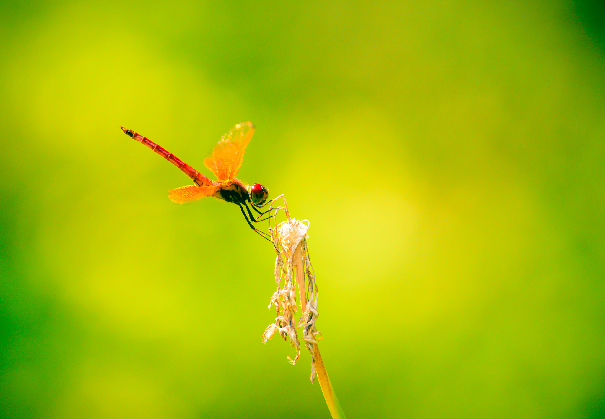 Nikon D610 + Nikon AF-S Nikkor 300mm F4D ED-IF sample photo. Dragonfly photography
