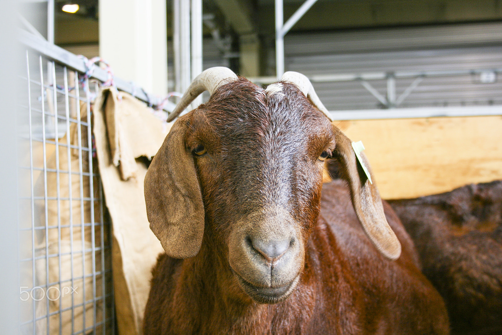 Canon EOS 400D (EOS Digital Rebel XTi / EOS Kiss Digital X) sample photo. Brown goat face photography
