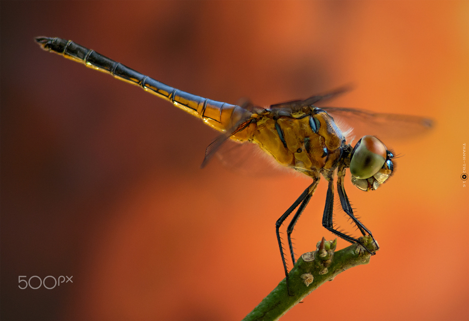 Nikon D7100 + Nikon AF Nikkor 180mm F2.8D ED-IF sample photo. Dsc photography
