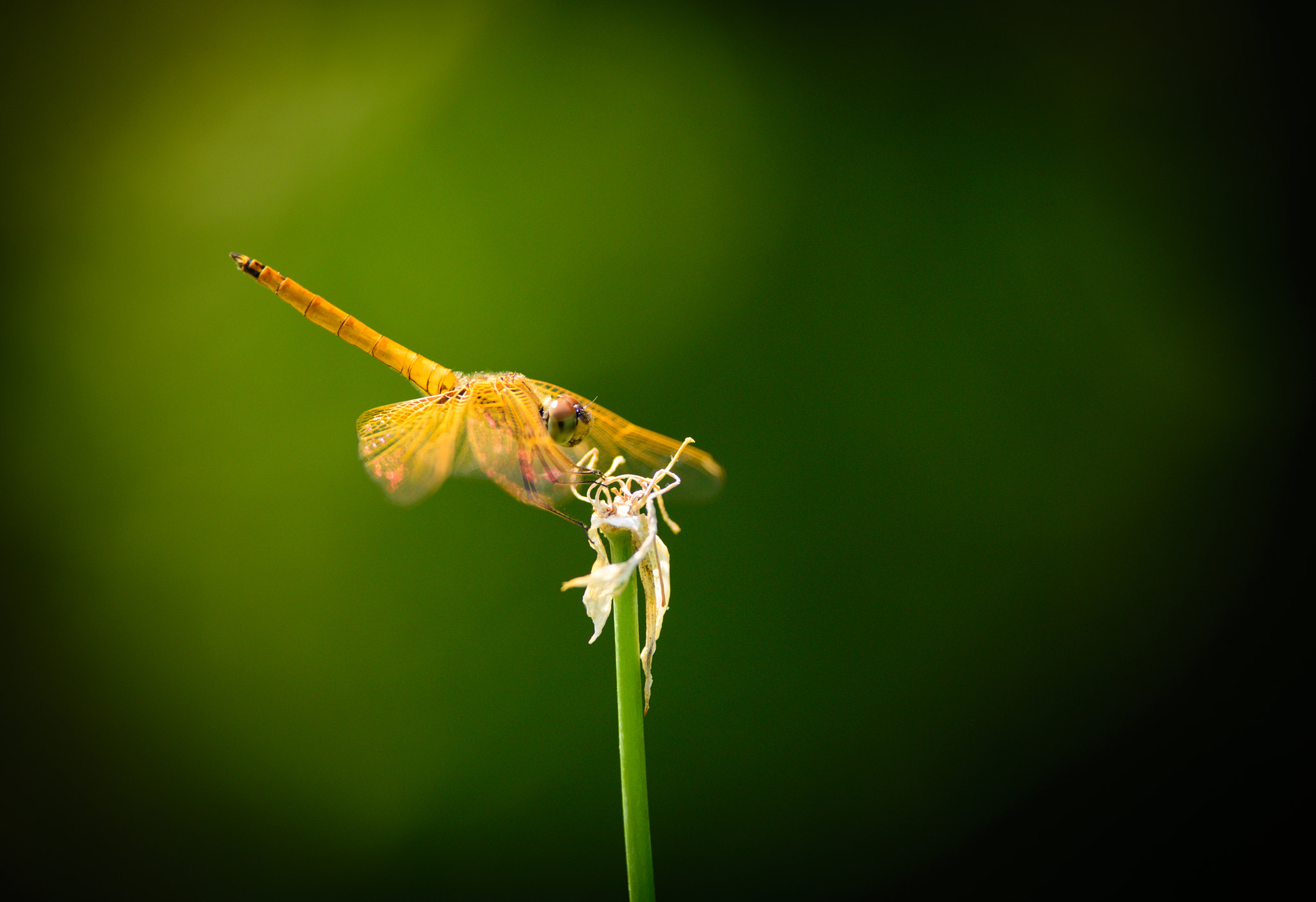 Nikon D610 + Nikon AF-S Nikkor 300mm F4D ED-IF sample photo. Dragonfly photography