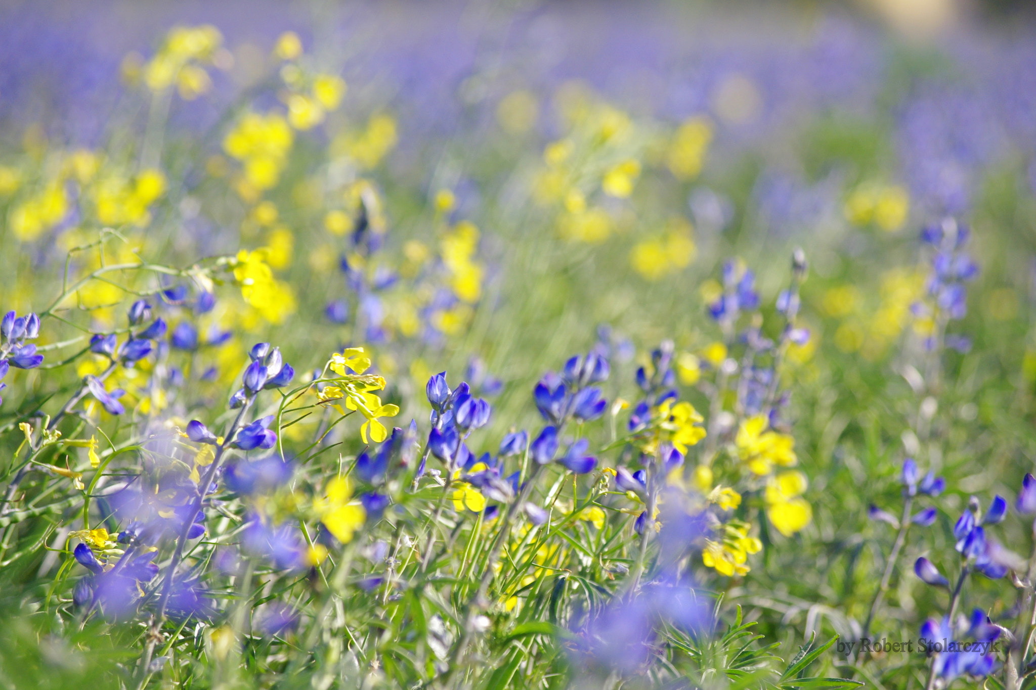 Pentax K-x + smc PENTAX-DA L 50-200mm F4-5.6 ED sample photo. Blue & yellow photography