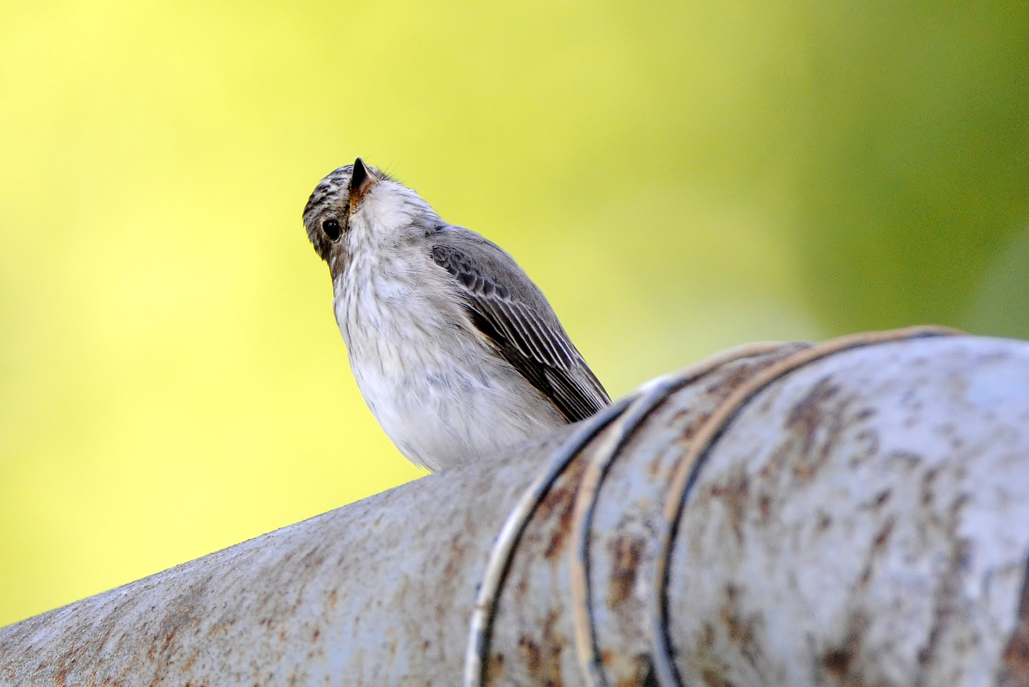Nikon D300 sample photo. Pilkoji musinukė (lot. muscicapa striata, angl. spotted flycatcher, vok. grauschnäpper photography