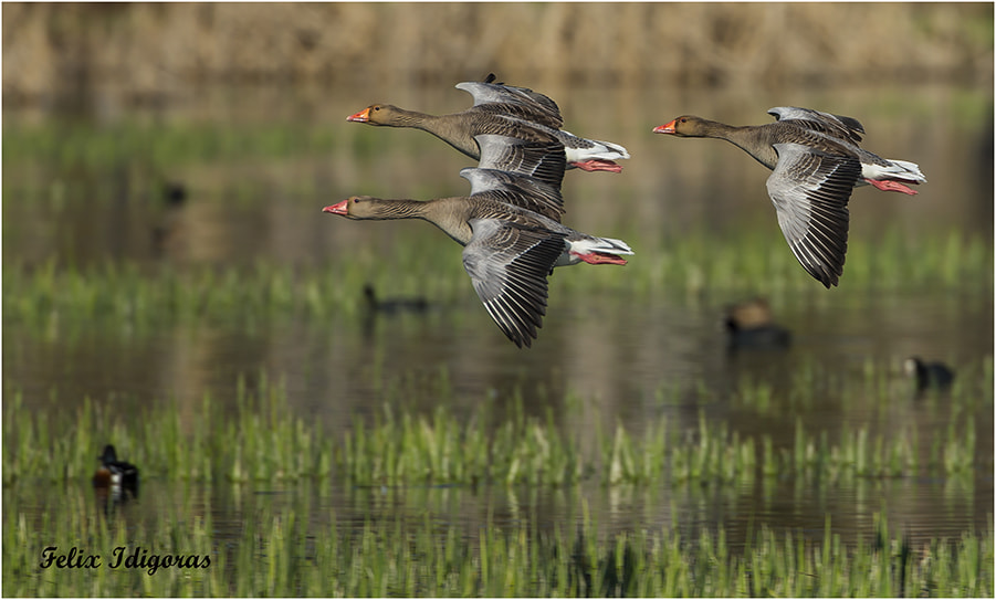 Canon EF 500mm F4L IS USM sample photo. En formacion militar photography