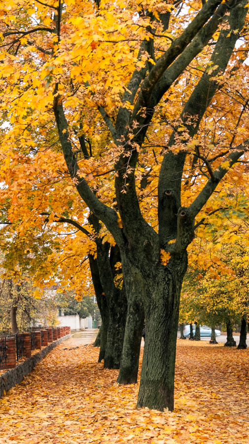 Sony Alpha DSLR-A390 + Sony DT 18-55mm F3.5-5.6 SAM sample photo. Fall photography