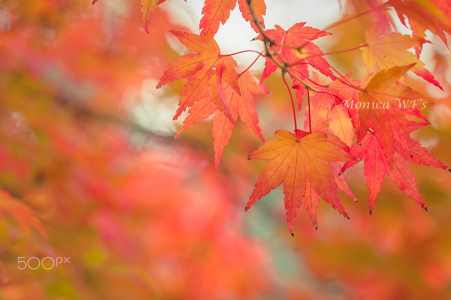 Canon EOS 550D (EOS Rebel T2i / EOS Kiss X4) + Canon EF 100mm F2.8L Macro IS USM sample photo. Autumn season ..... photography