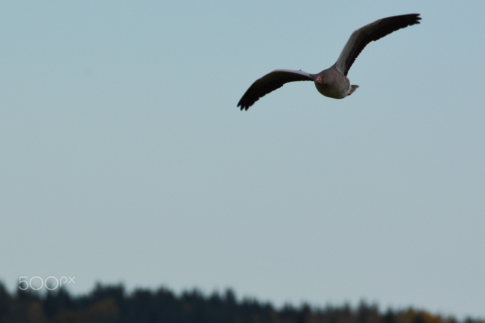 Nikon D7200 sample photo. Greylag in flight, front view photography