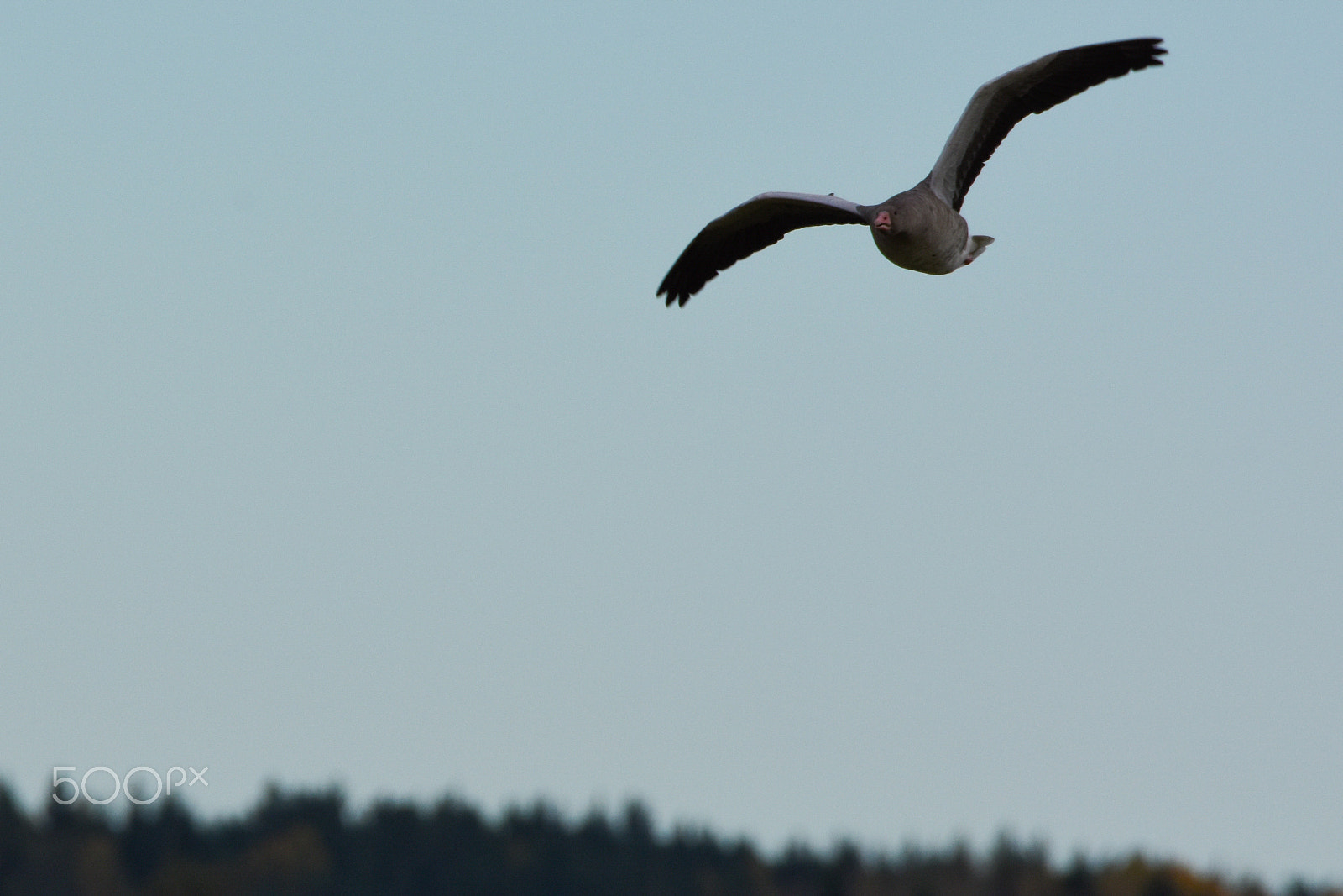 Tamron SP 150-600mm F5-6.3 Di VC USD sample photo. Greylag in flight, front view photography