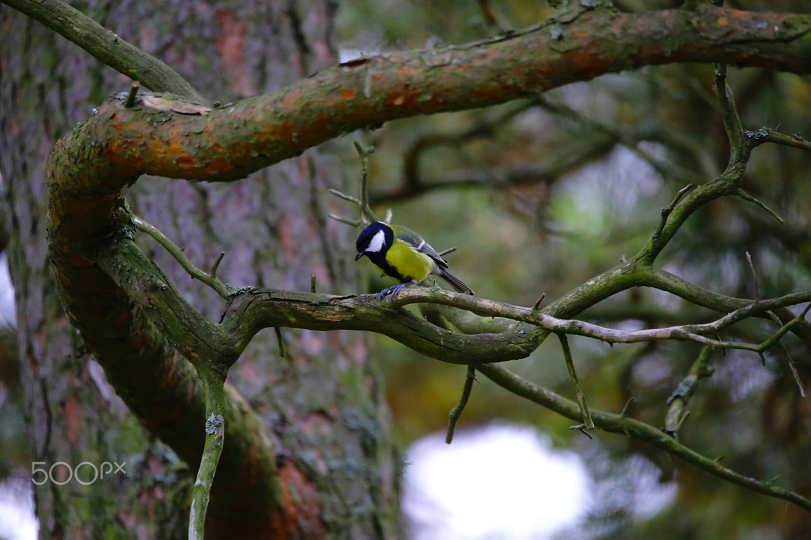 Sigma 150-600mm F5-6.3 DG OS HSM | C sample photo. Bird on the tree photography