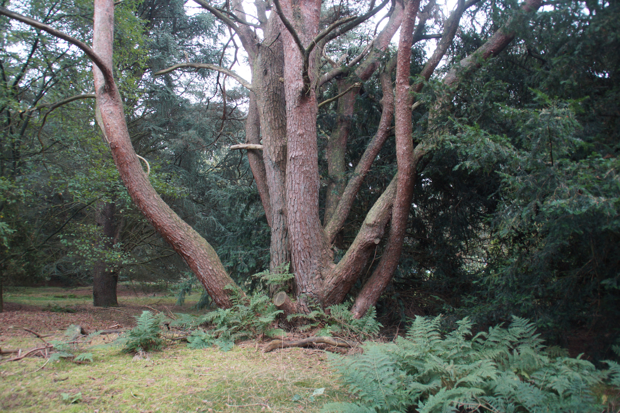 Sony DT 18-200mm F3.5-6.3 sample photo. Dsc photography