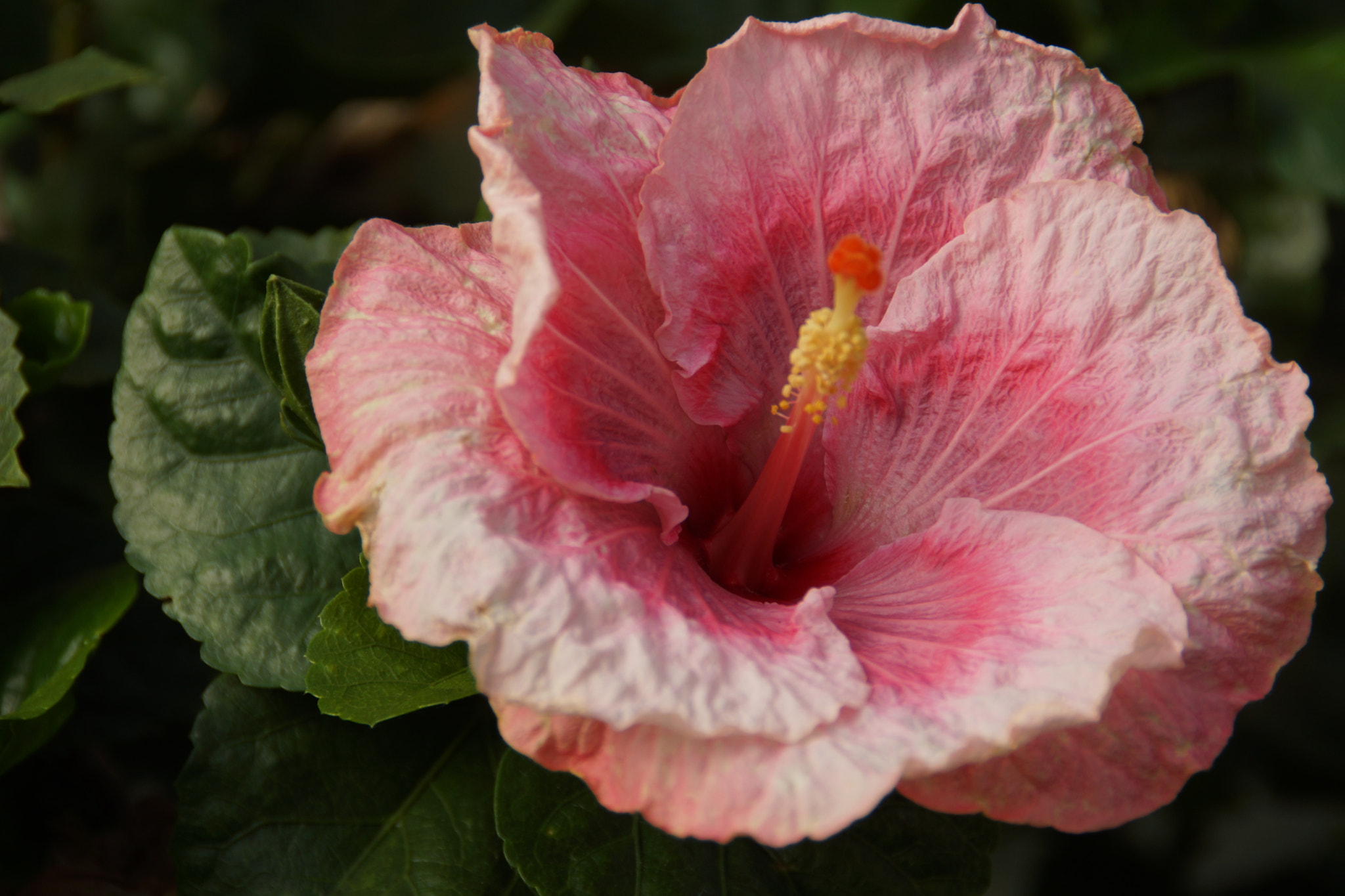 Sony DT 18-200mm F3.5-6.3 sample photo. Dsc photography