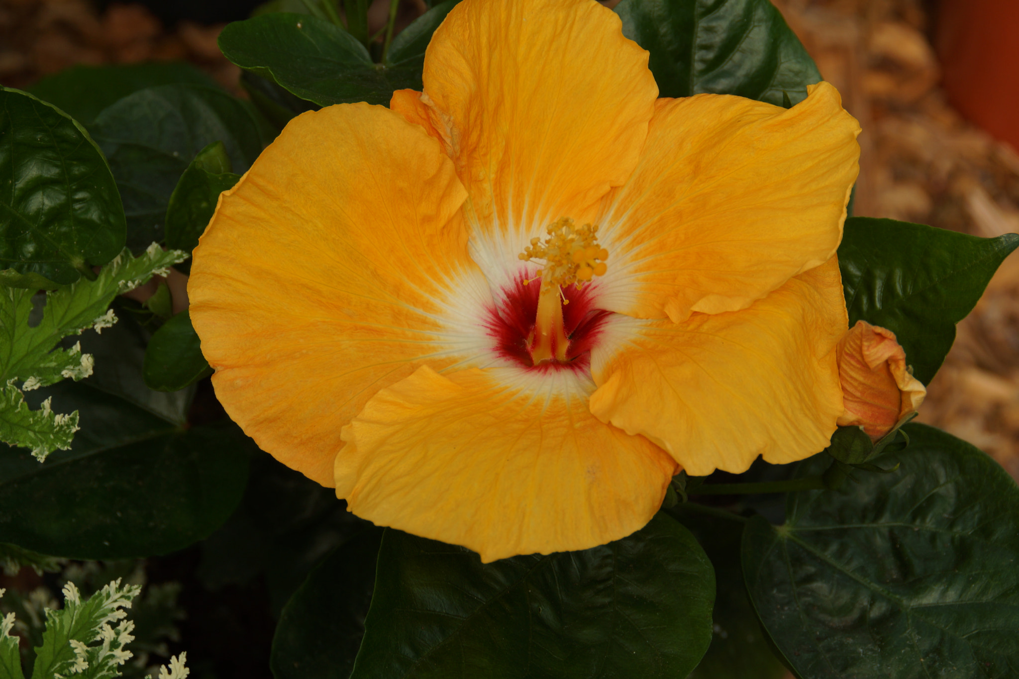 Sony DT 18-200mm F3.5-6.3 sample photo. Dsc photography