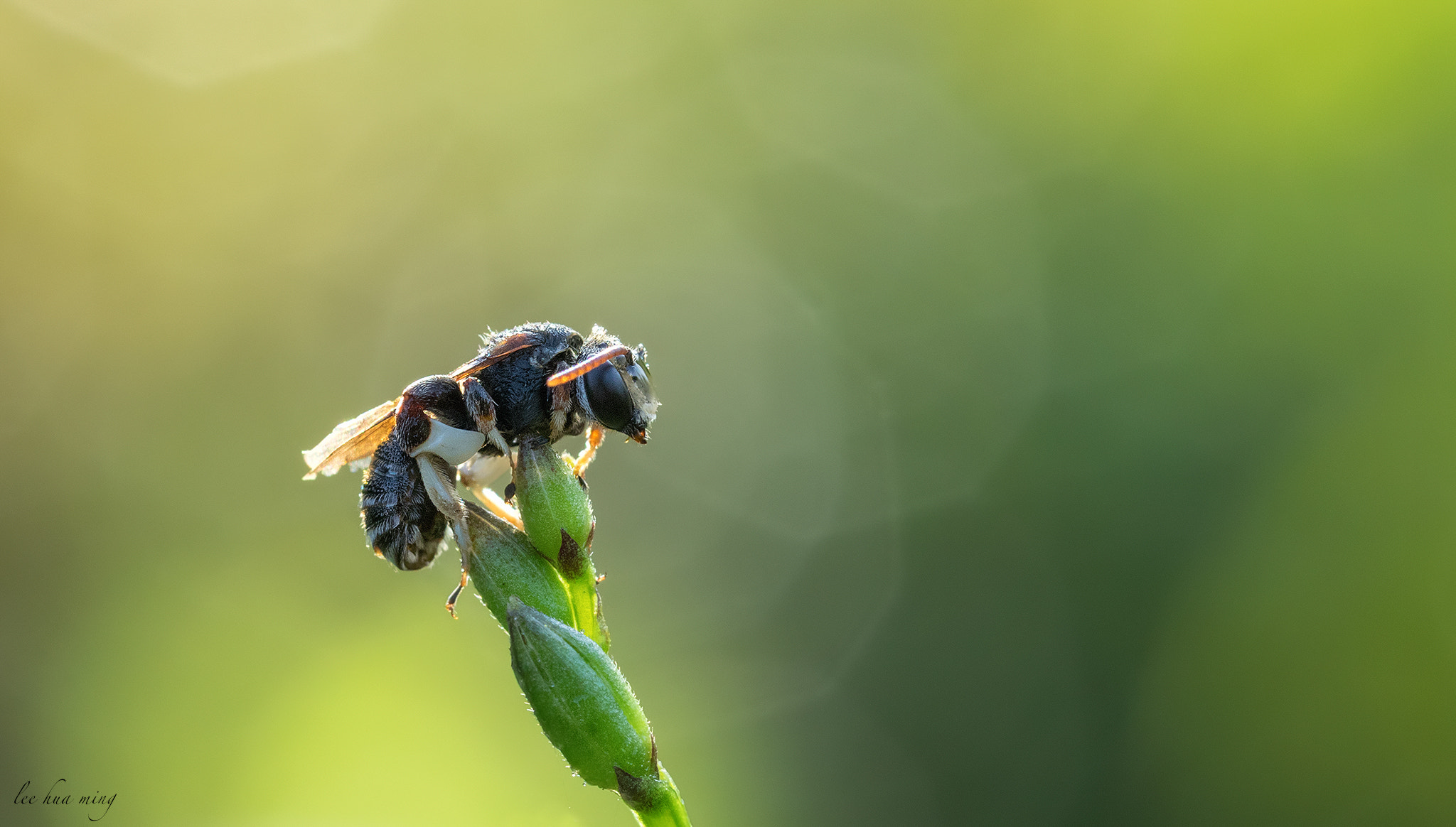 Canon EF 100mm F2.8L Macro IS USM sample photo. Early day for bee photography