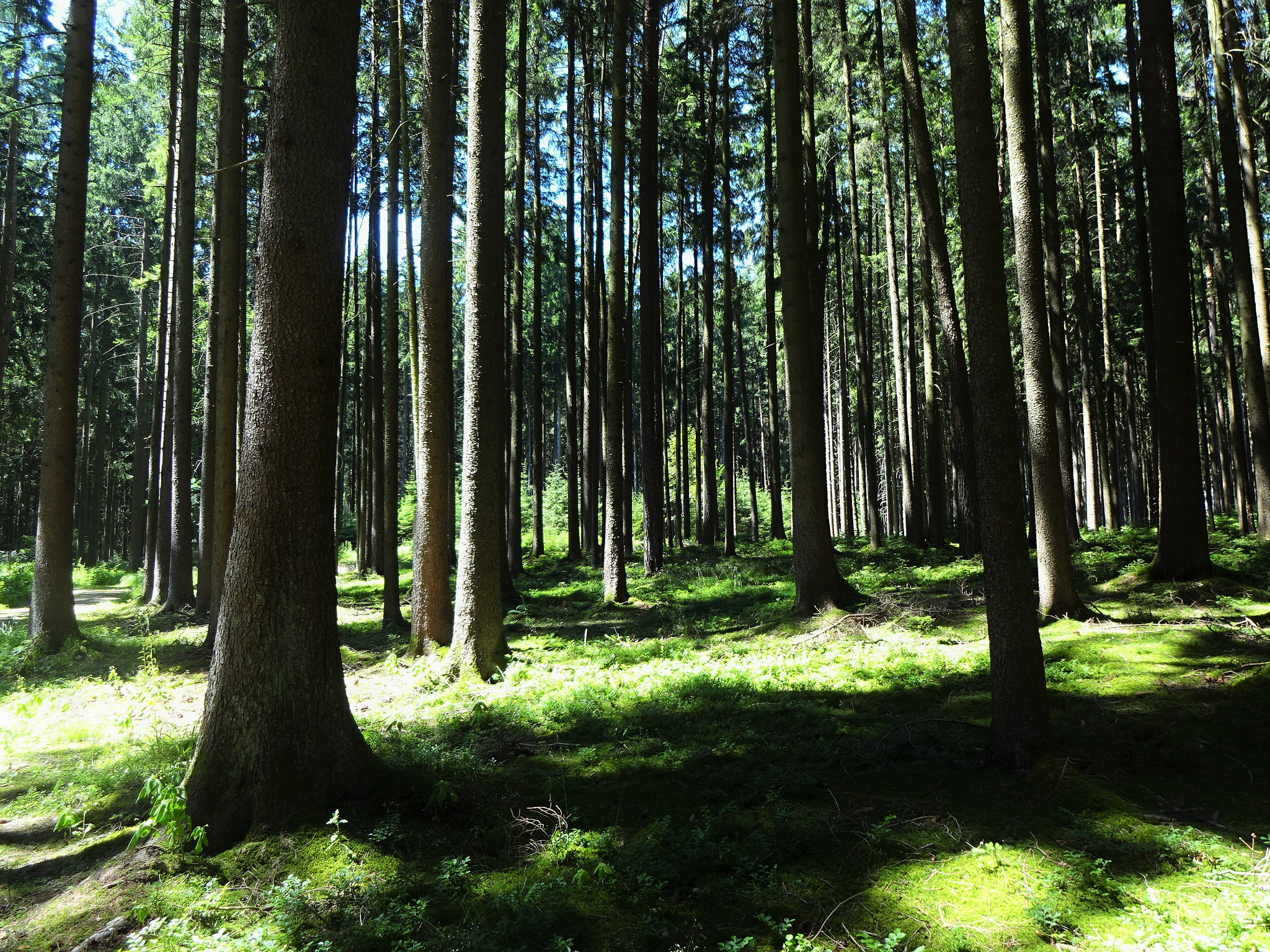 Sony Cyber-shot DSC-WX220 sample photo. Forest photography