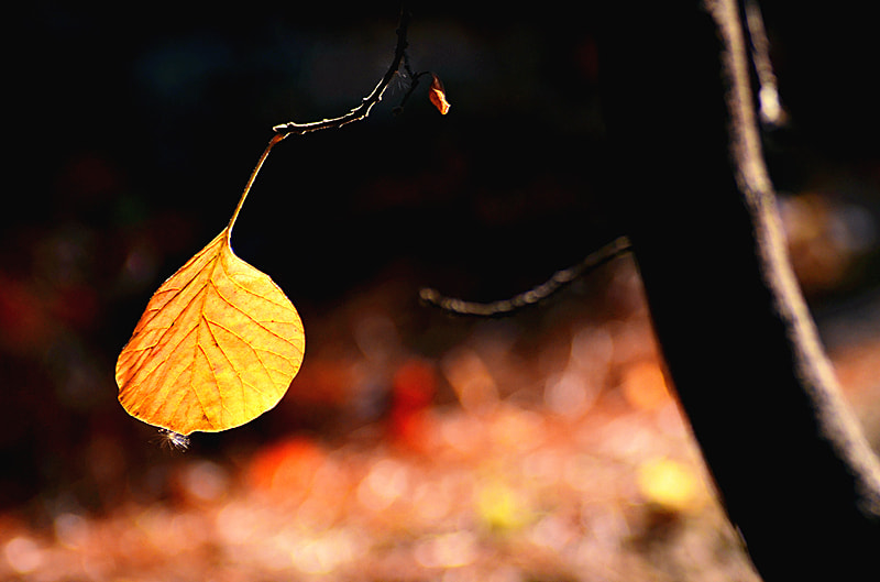 Nikon D7000 sample photo. 秋叶 photography