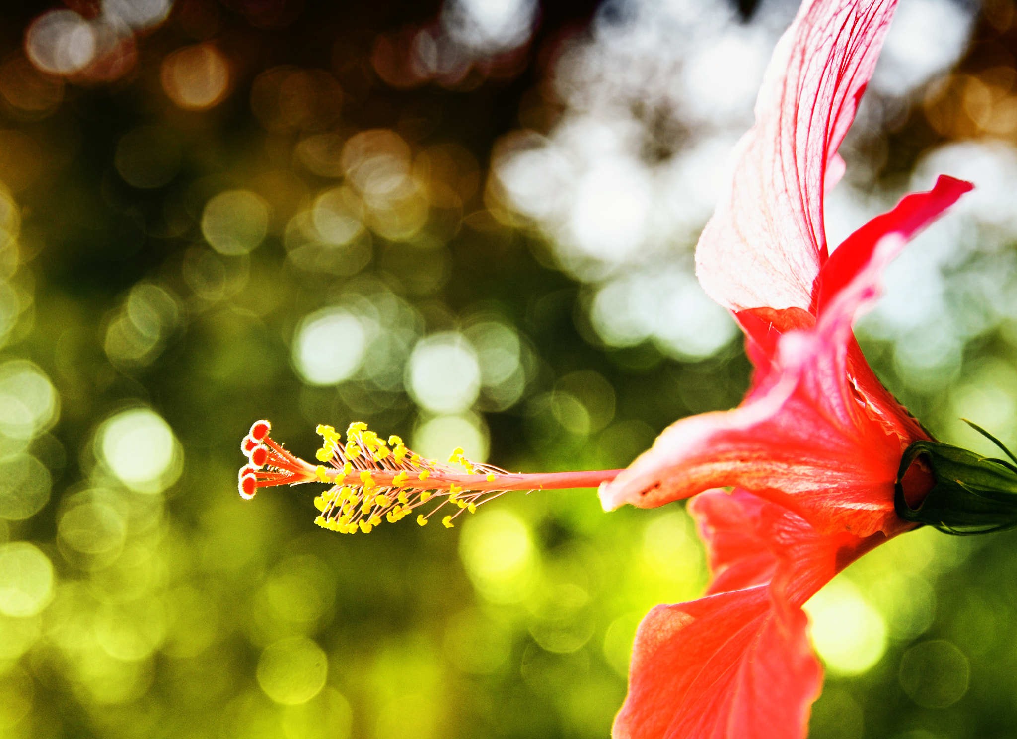 Nikon D300 sample photo. Hibiscus photography