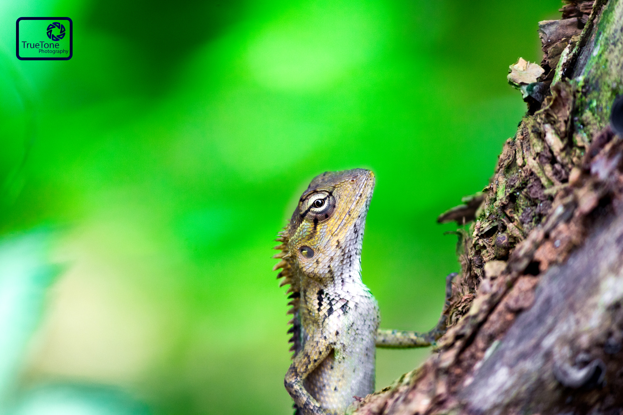 Canon EOS 750D (EOS Rebel T6i / EOS Kiss X8i) + Canon EF-S 55-250mm F4-5.6 IS II sample photo. The lizard wizard photography