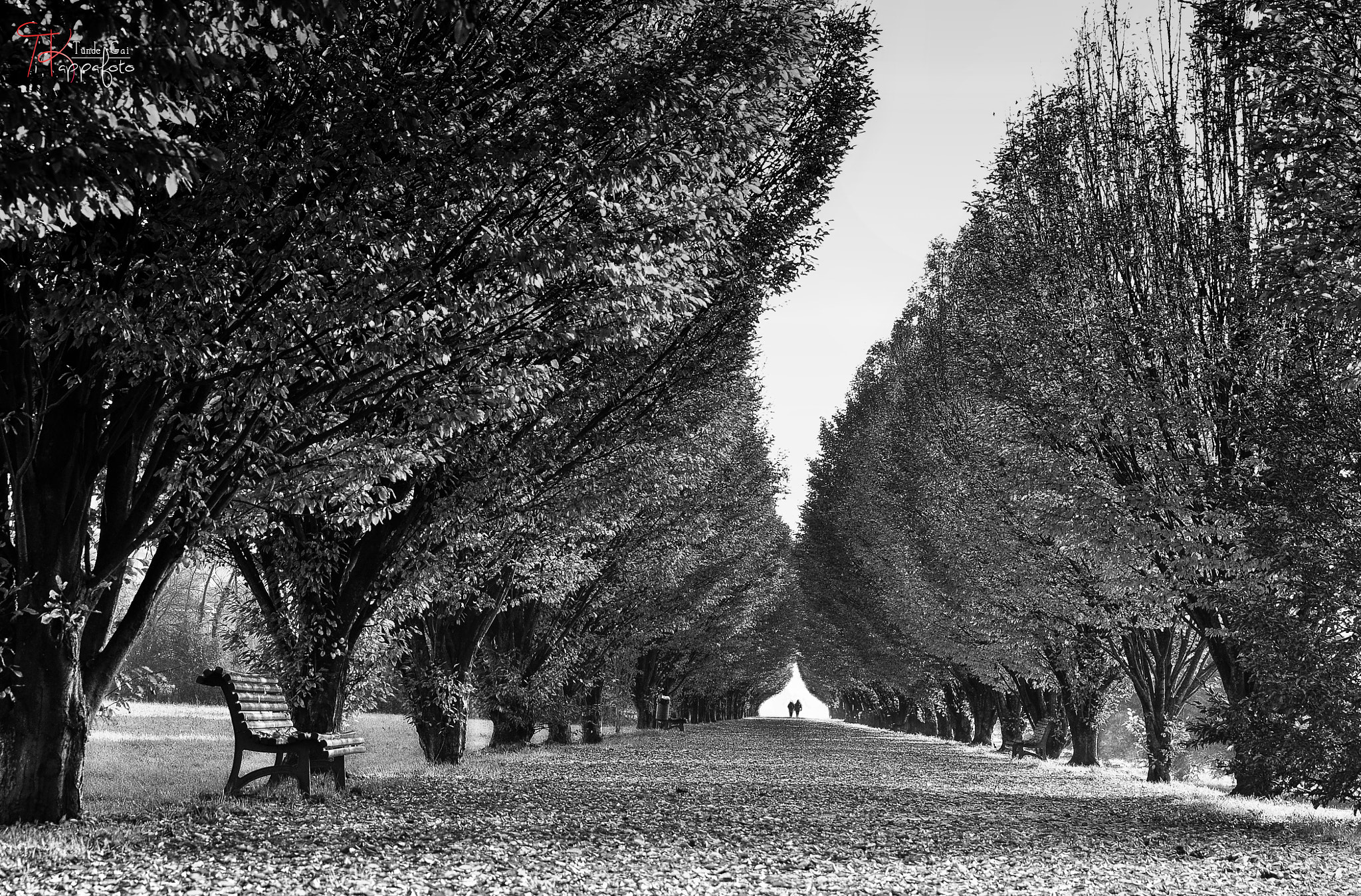 Tamron SP 24-70mm F2.8 Di VC USD sample photo. Viale dellachà - poirino photography