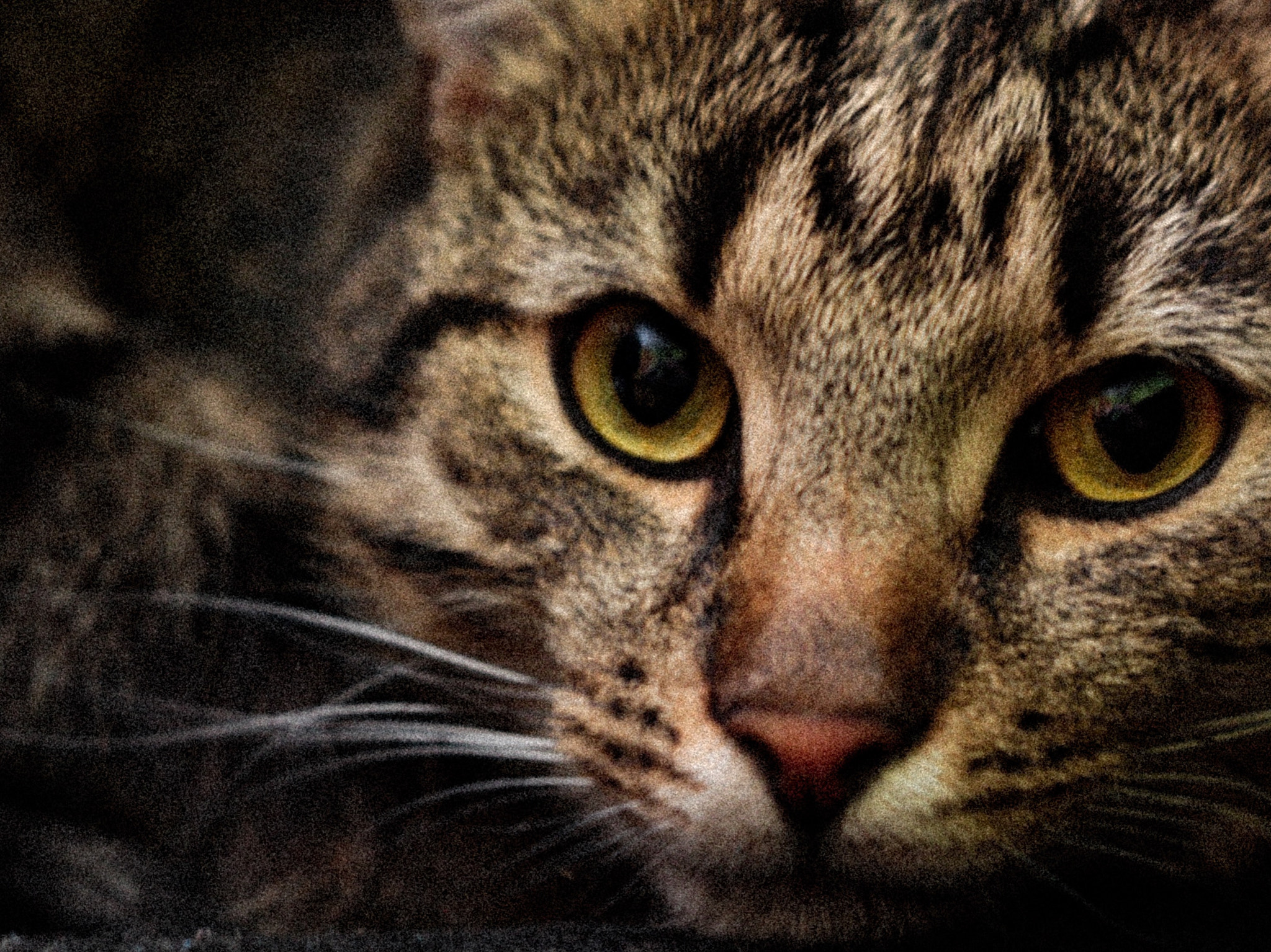 Canon EF 35-80mm f/4-5.6 sample photo. This is olaf. photography