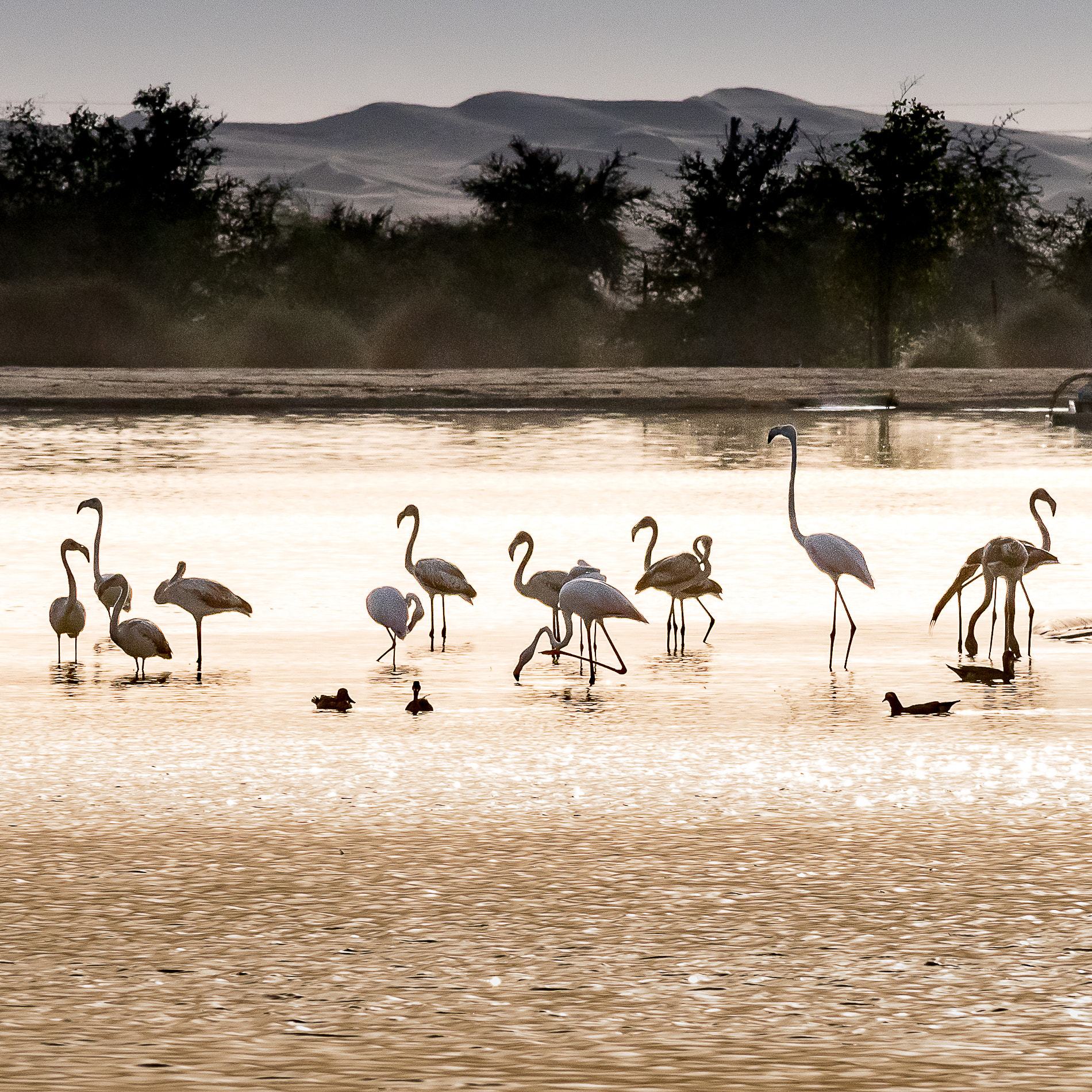 Nikon D500 sample photo. Flamingos in the oasis photography