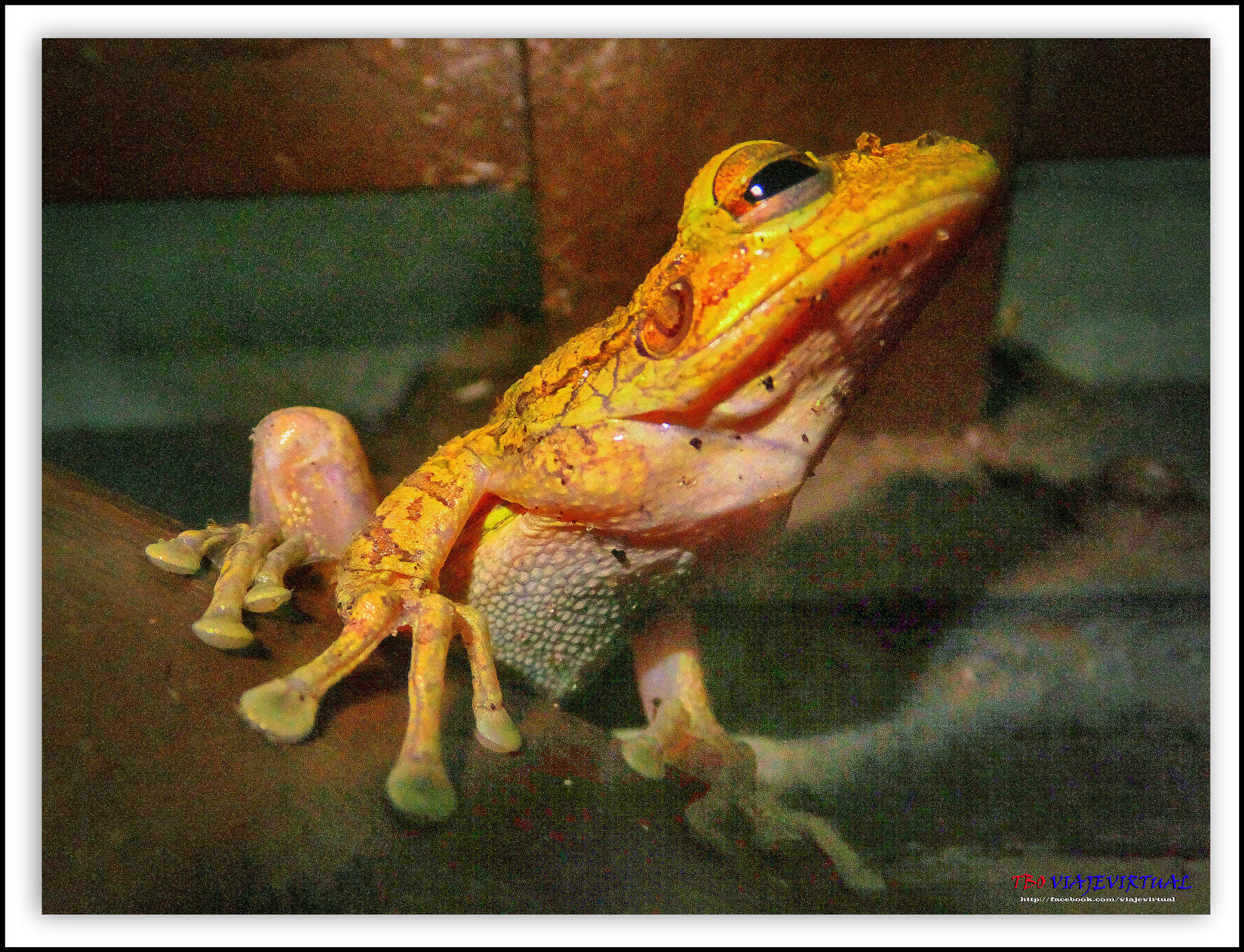 Fujifilm FinePix F850EXR sample photo. Frog. just a moment before jumping. photography