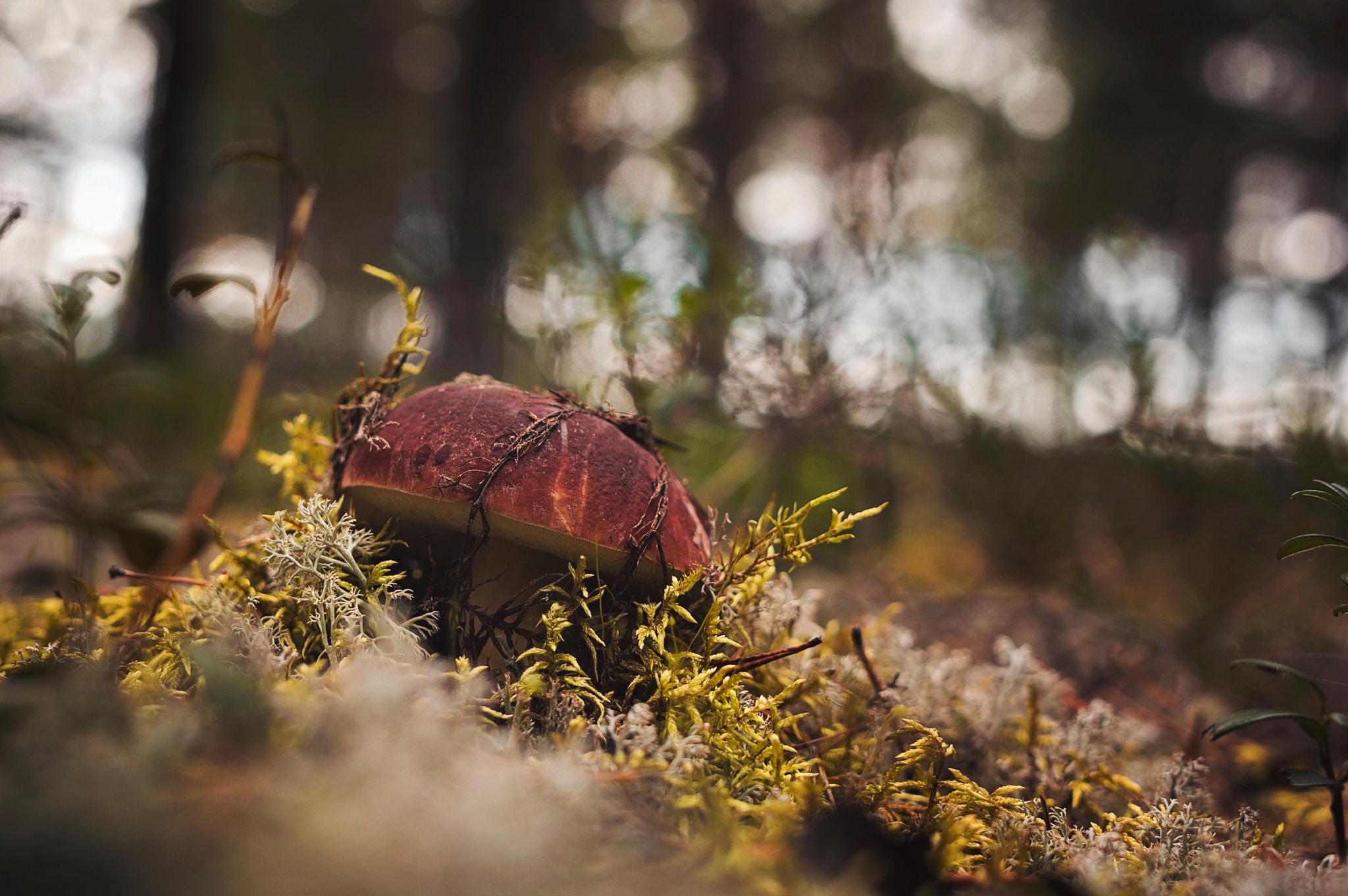 Pentax K-3 + A Series Lens sample photo. Mushrooms photography