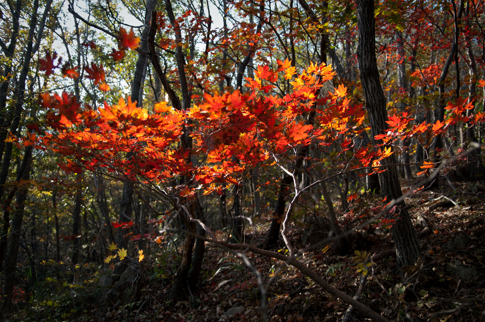 KONICA MINOLTA ALPHA-7 DIGITAL sample photo. Tinged leaves in autumn photography